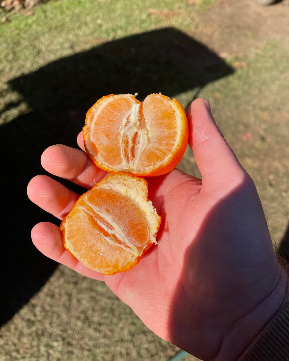Rangpur Lime 5l (Qld only)