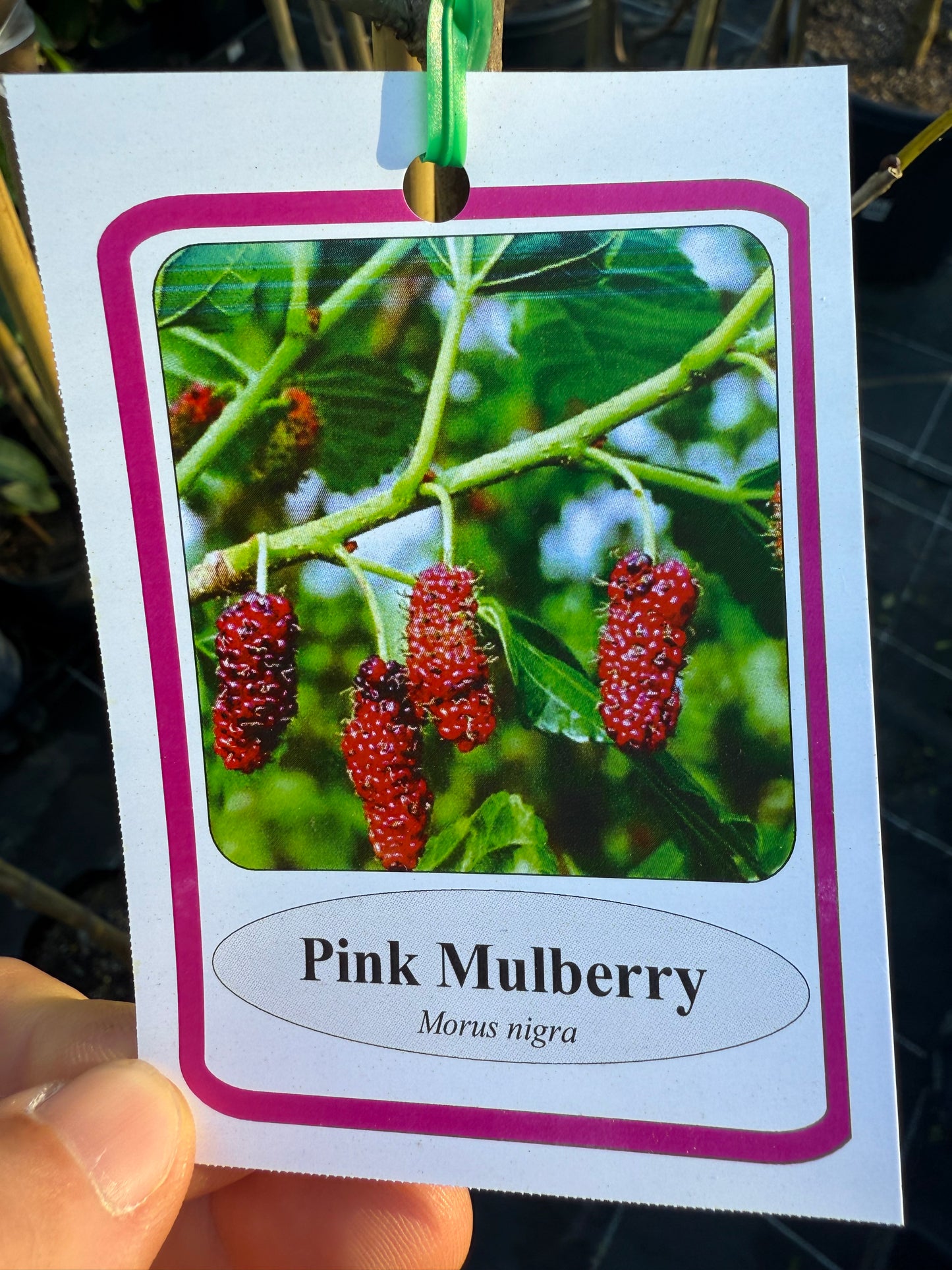 Mulberry - Pink 5L