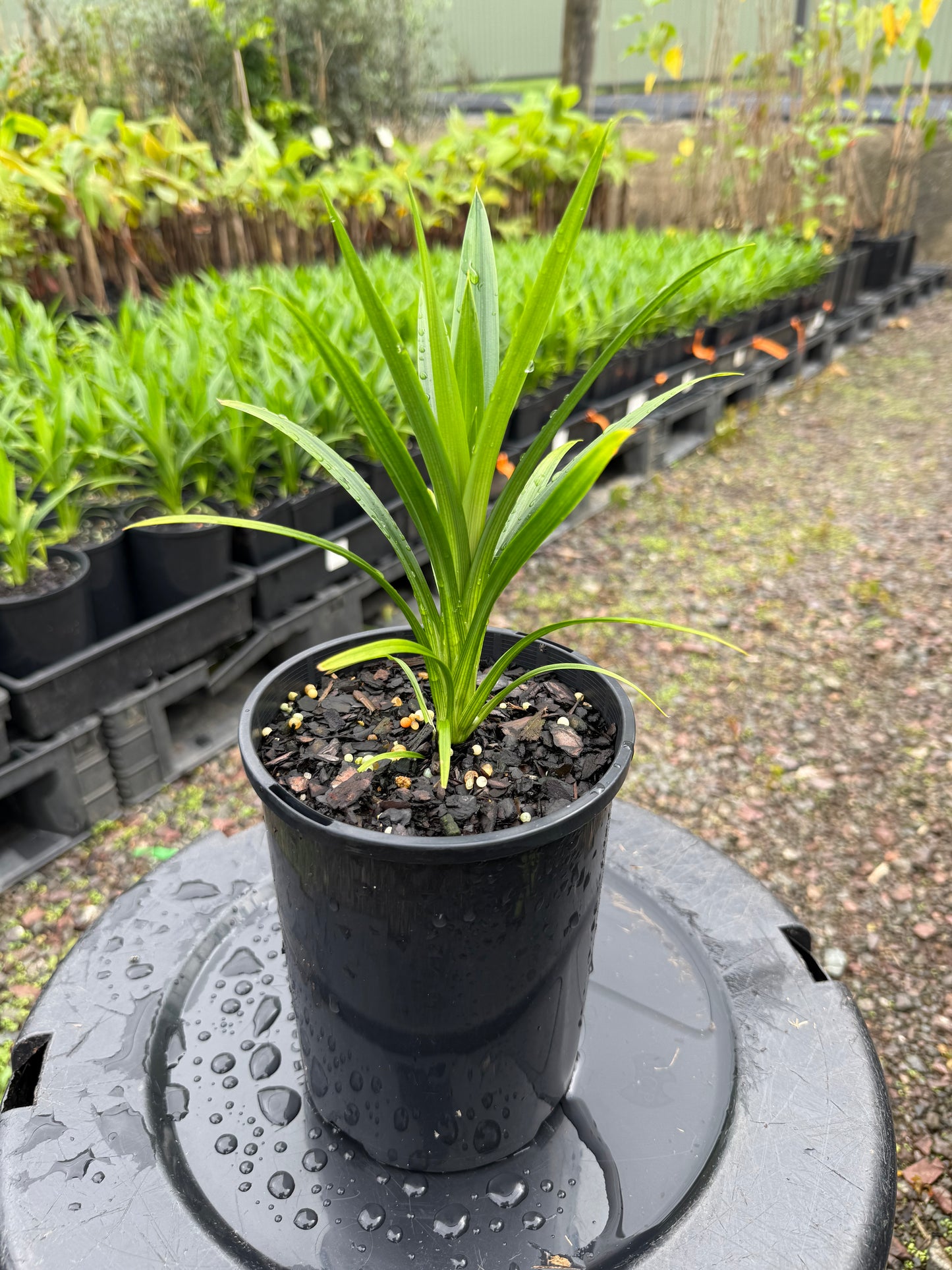 Pandan- Edible Pandanus 140mm