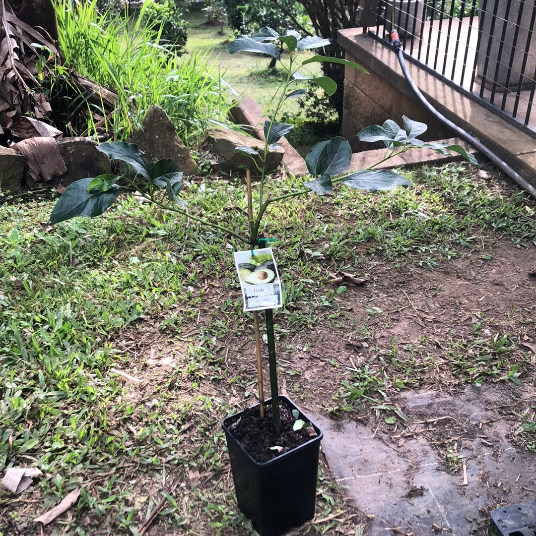 Avocado Linda (B type) 5l