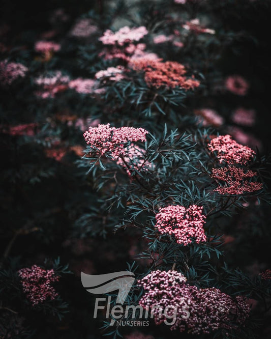 Elderberry - Black Lace