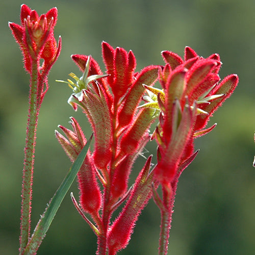 Kangaroo Paw - Bush Ballad PBR