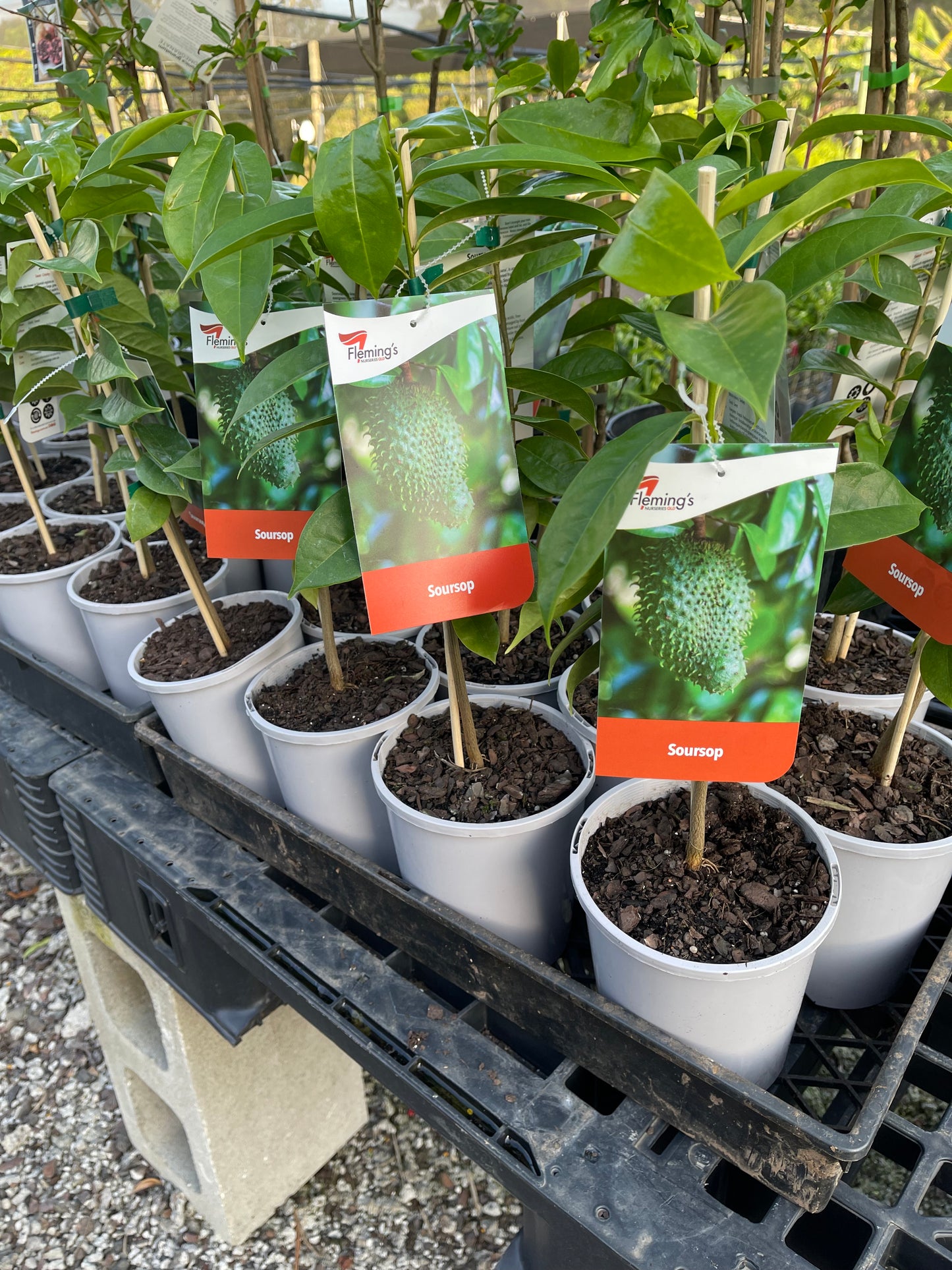 Soursop 140mm