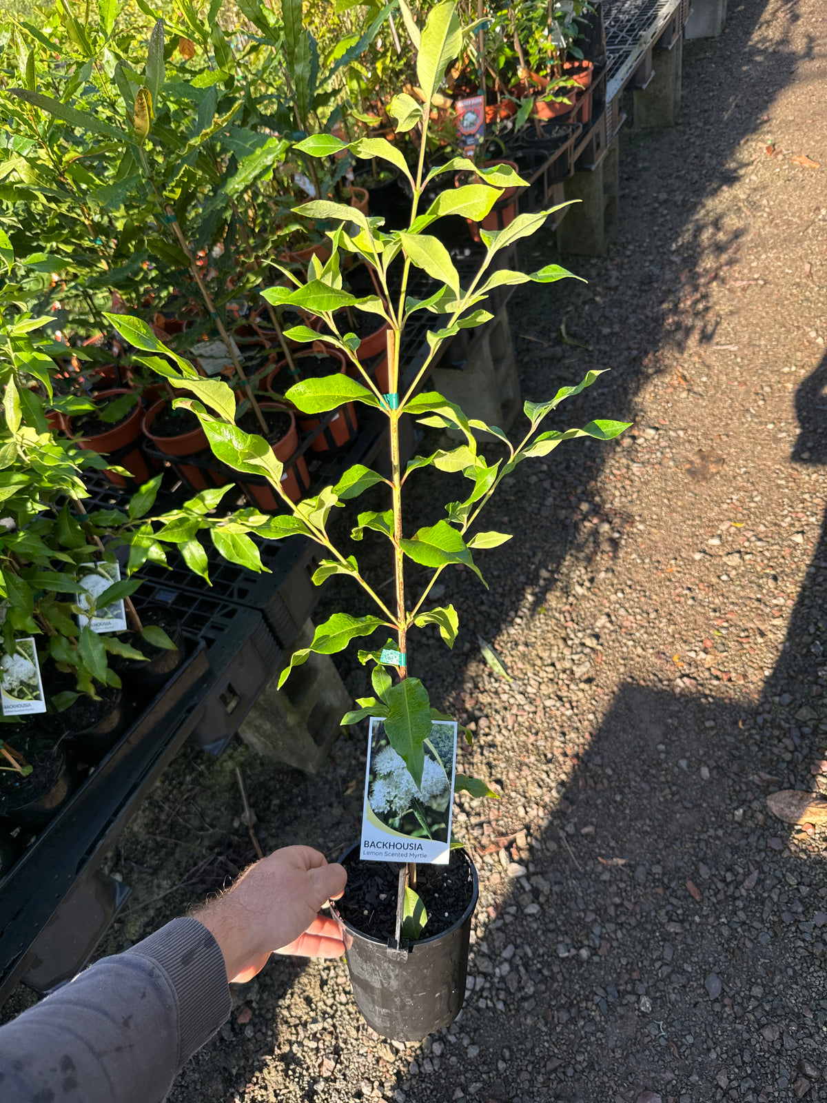 Lemon Myrtle - 140mm