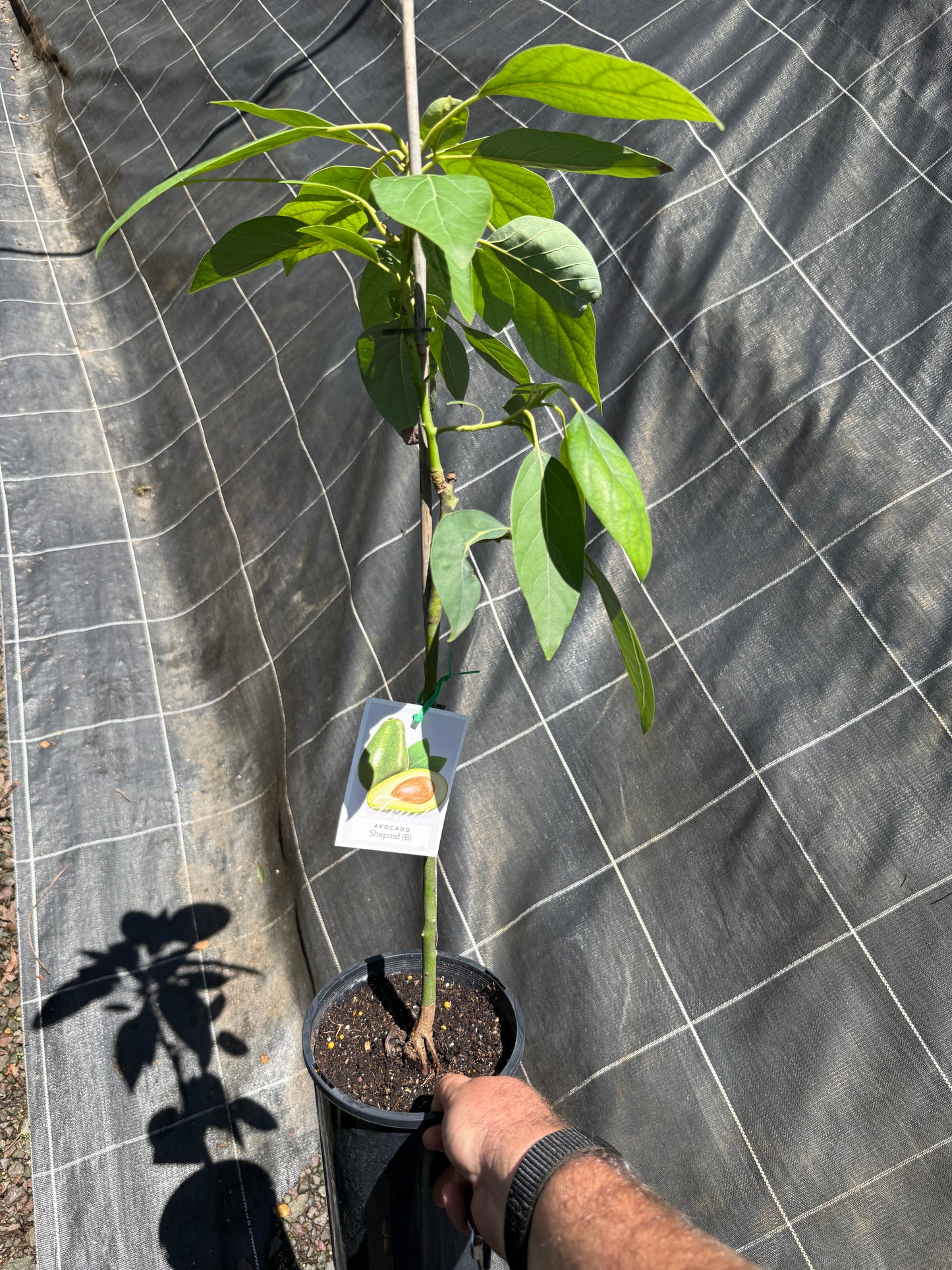 Avocado Semi Dwarf - Shepard (B Type) 5L