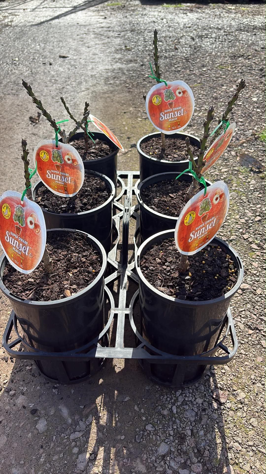 Peach-Super Dwarf Sunset (Bare root potted)