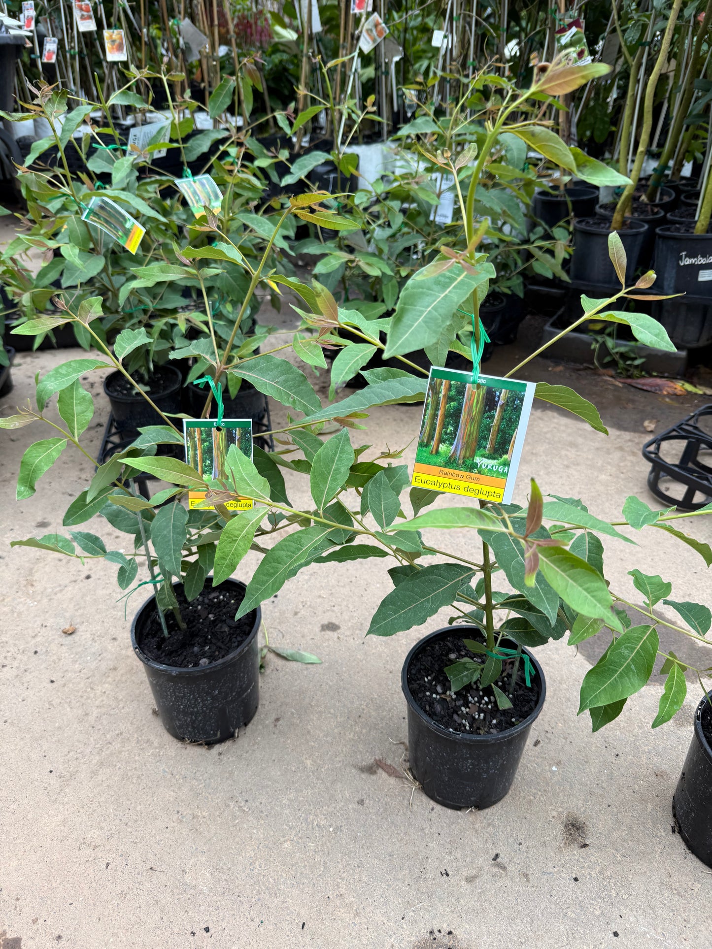 Rainbow Gum - Eucalyptus Deglupta