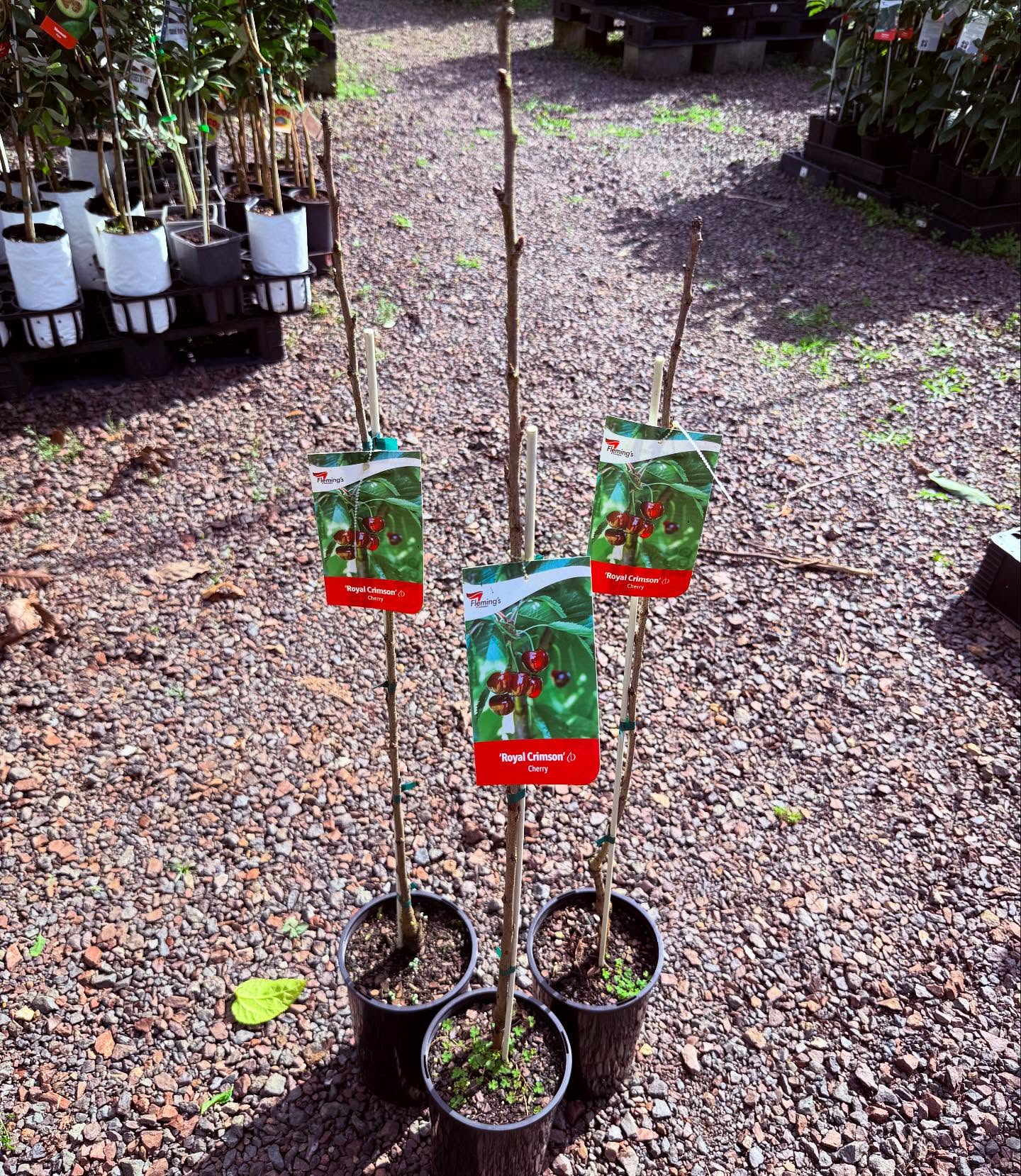 Cherry Minnie Royal ( Bare root potted )