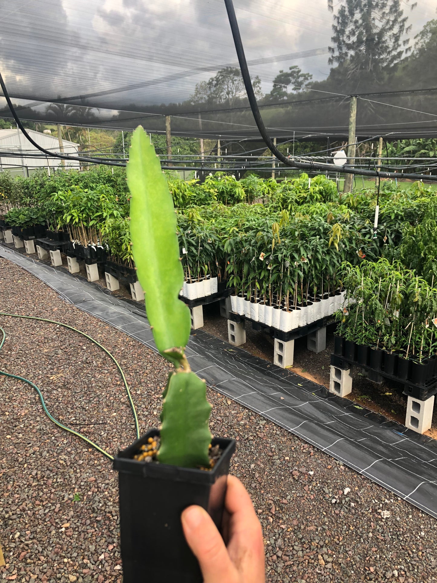 Dragon fruit - Columbian Supreme