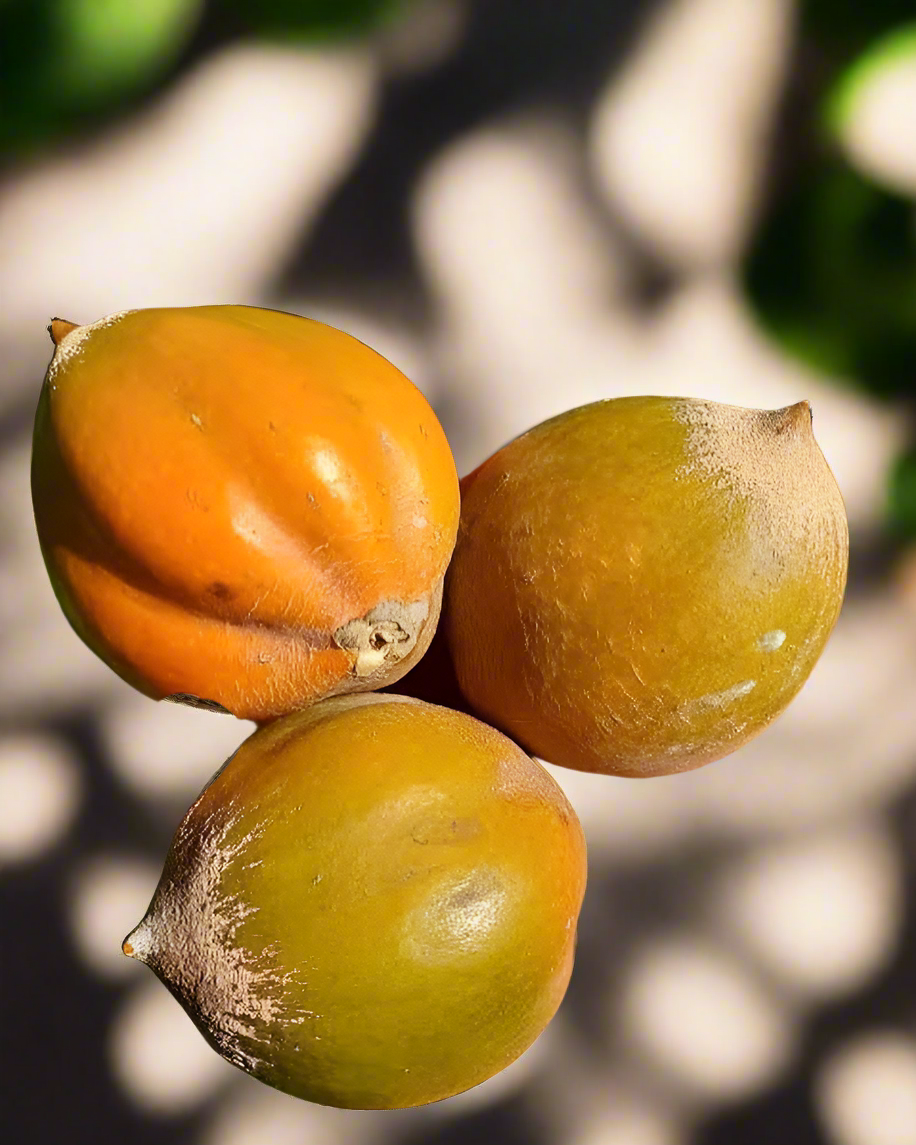 Green Sapote