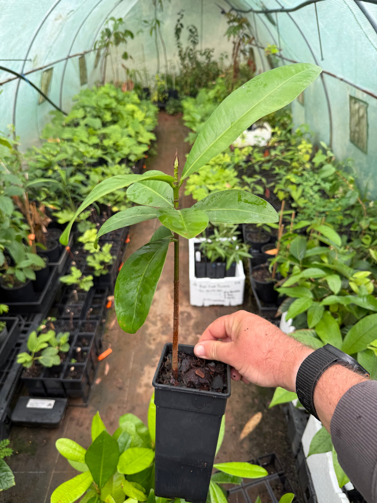 Mammea Americana - Mamey Apple 90mm