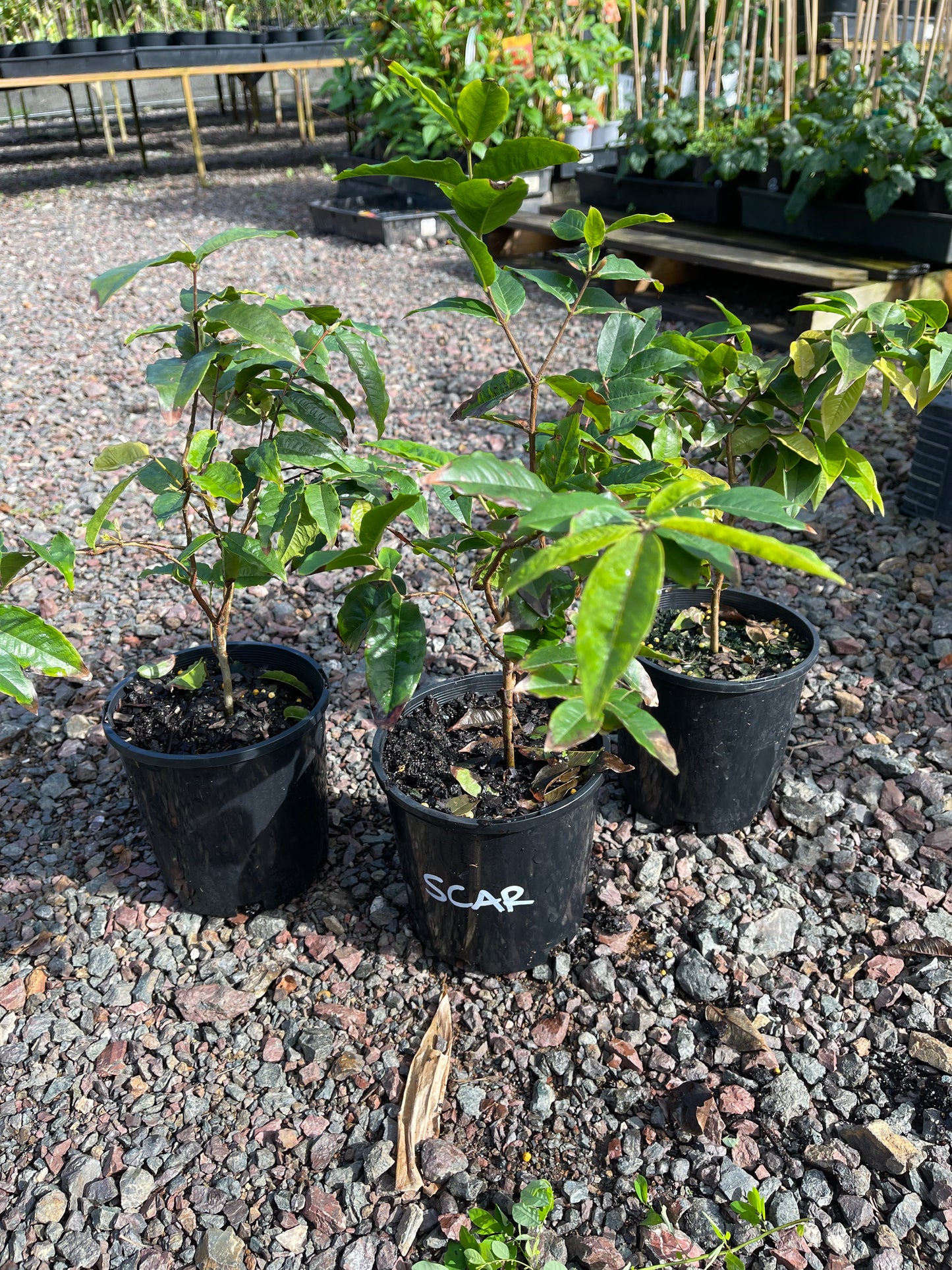 Dwarf Jaboticaba - Scarlet