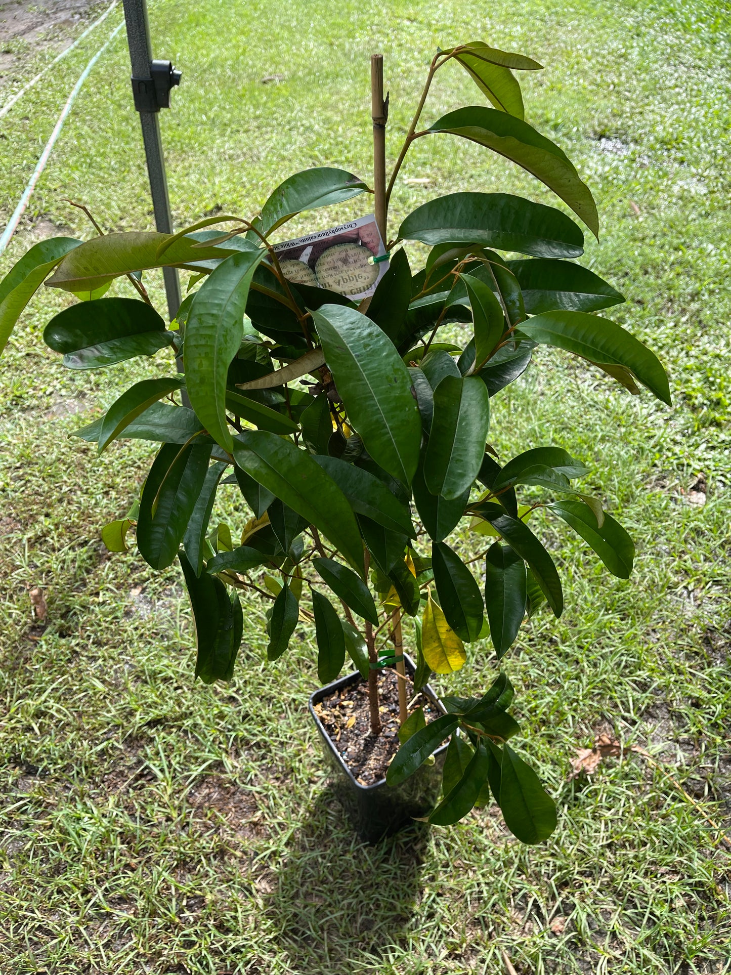 Star apple -Green