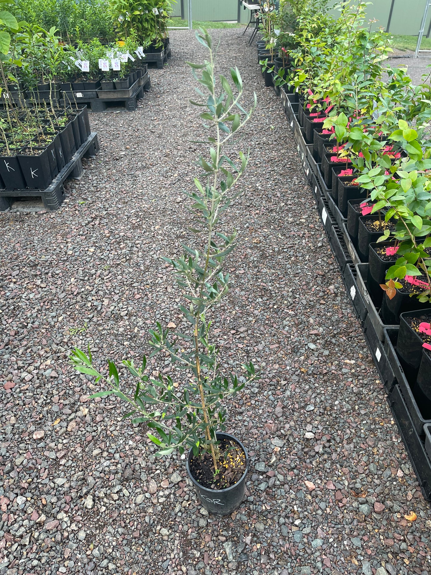 Olive - Coratina