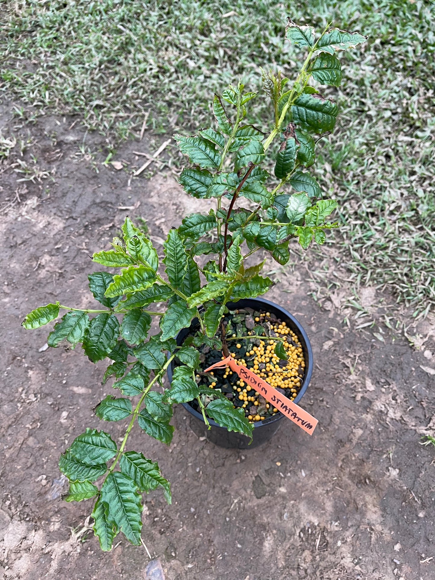Pera Guava - Fern Leaf Guava