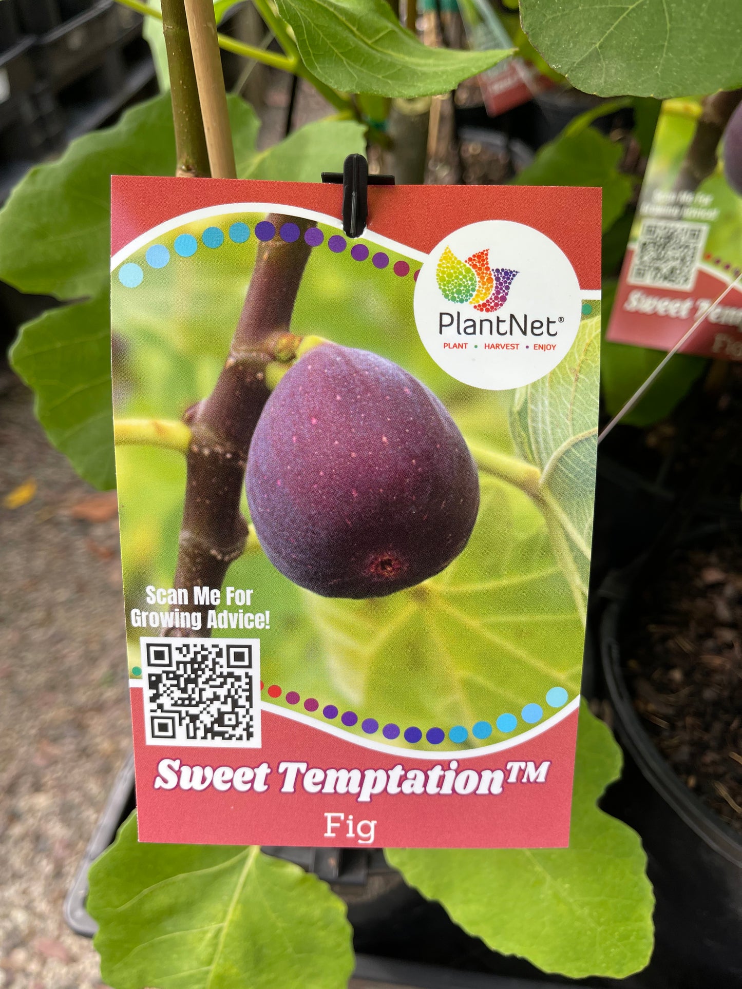 Dwarf Fig - Conadria Red / Sweet Temptation