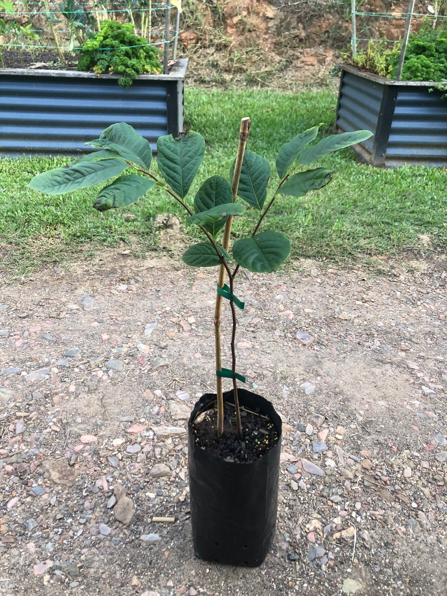 Asimina Triloba - American Paw Paw 5l