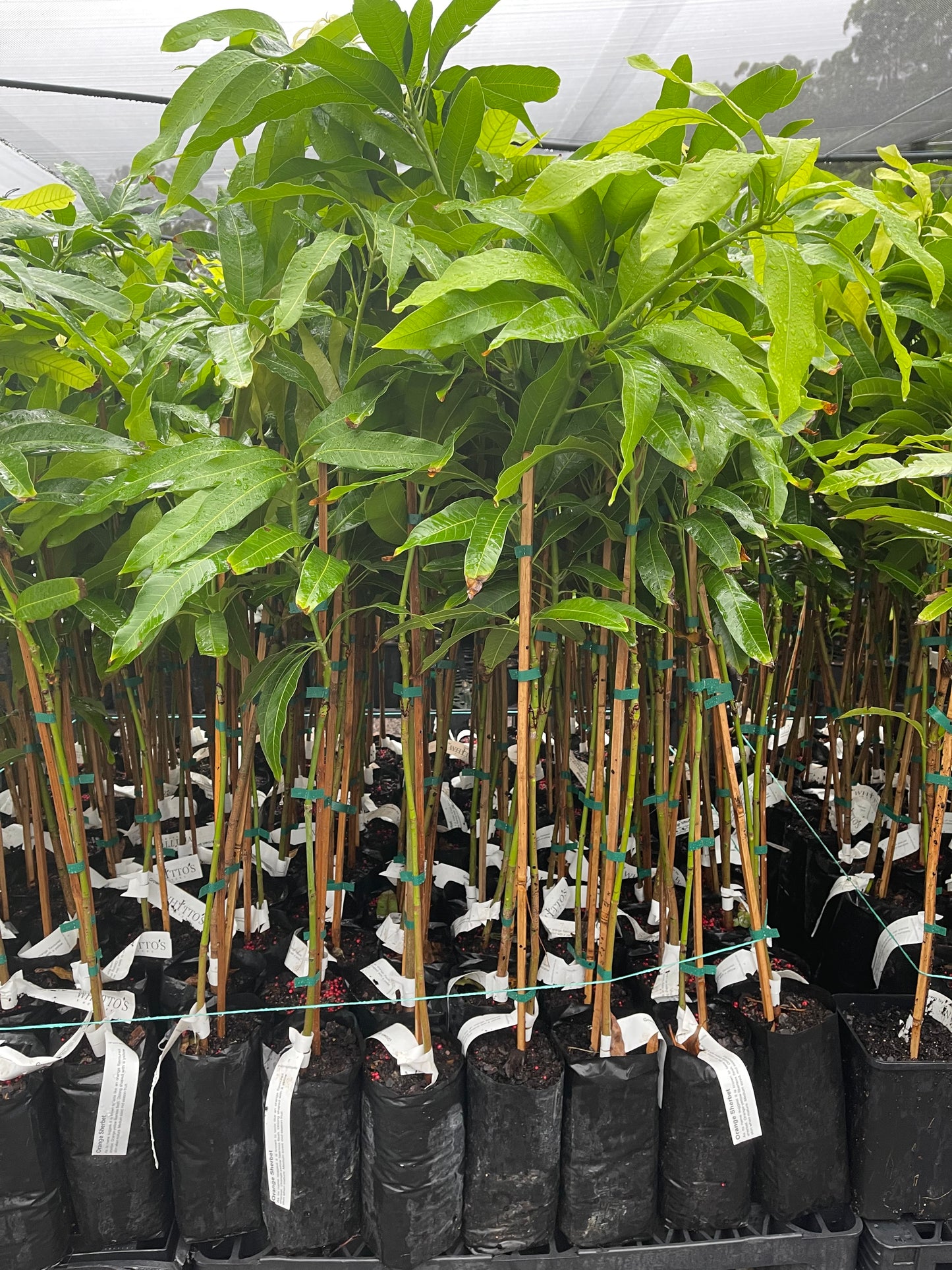 Mango Orange Sherbert