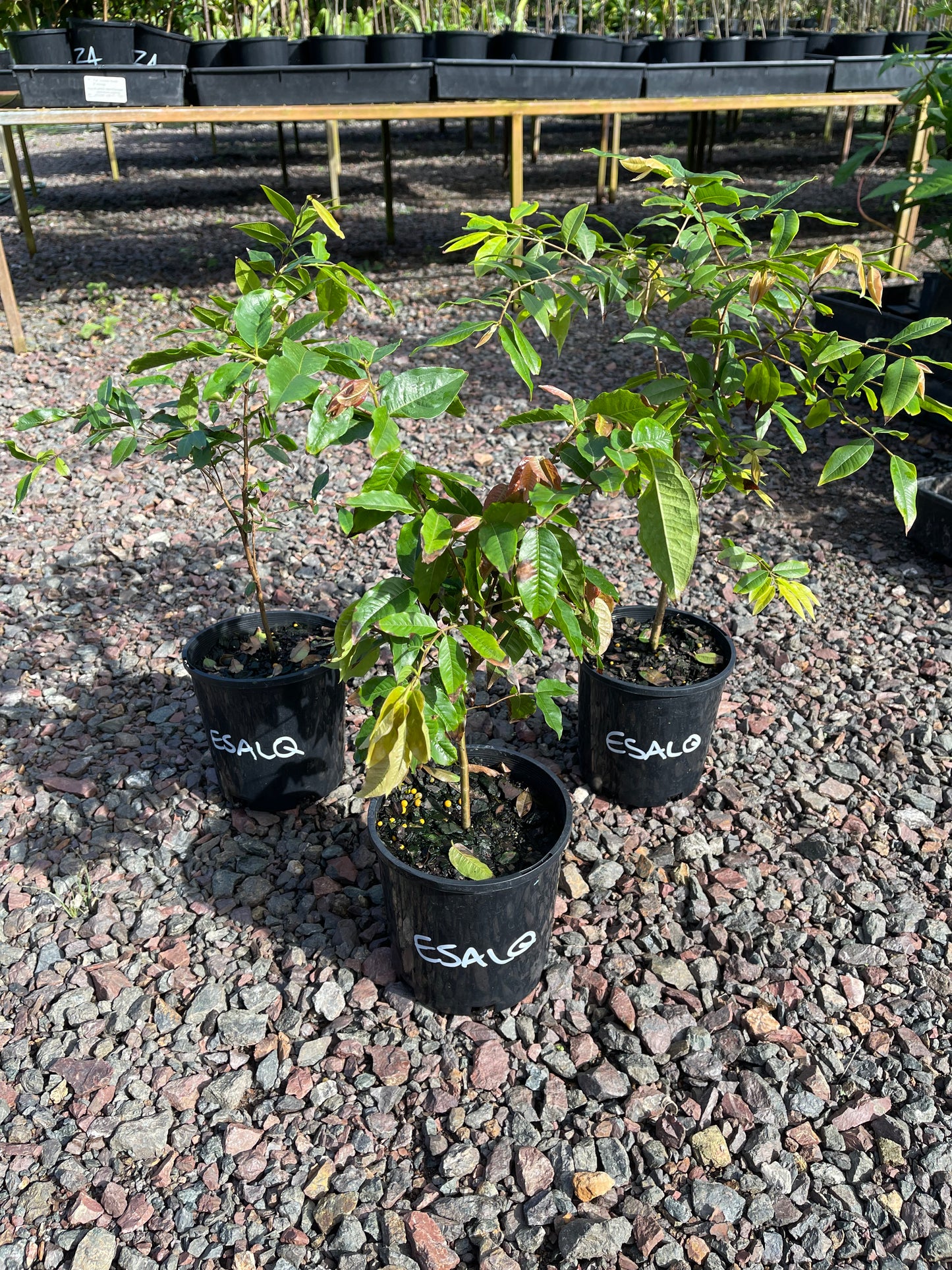 Jaboticaba ESALQ Red