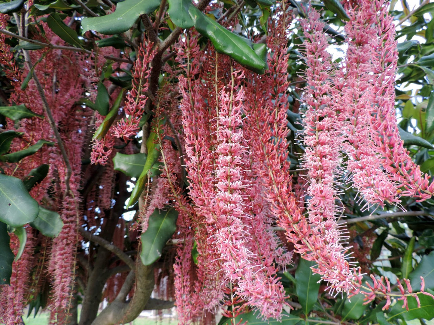 Macadamia - Pinkalicious 2.5l