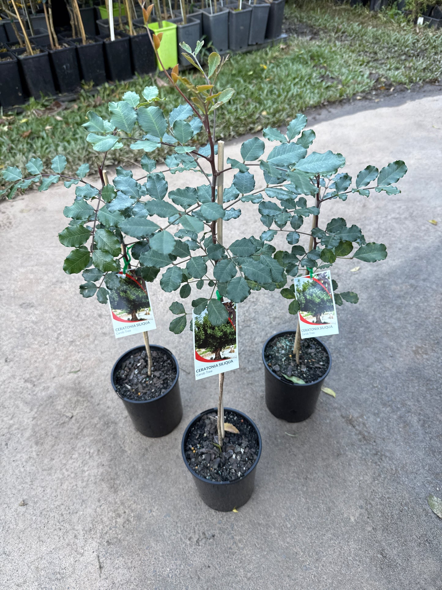 Carob - Seedling