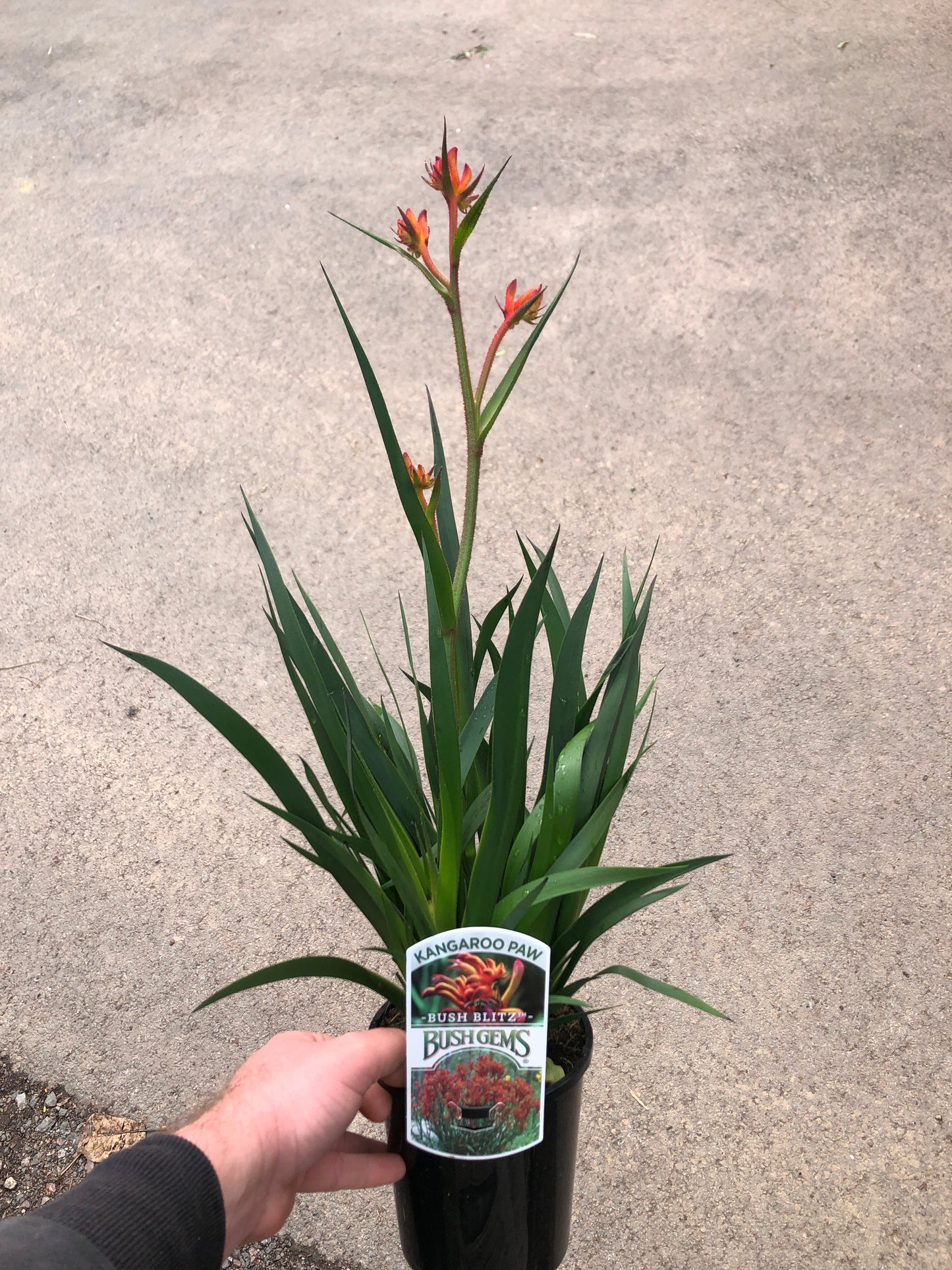 Kangaroo Paw - Bush Blitz PBR