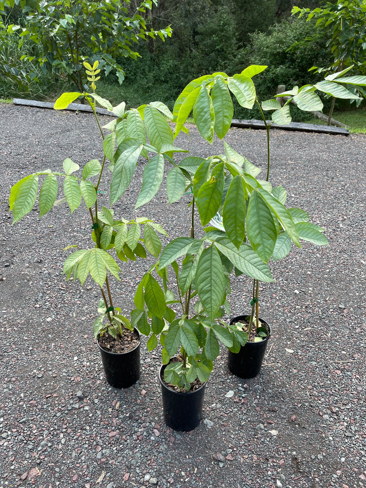 Ice Cream Bean - Long Pod