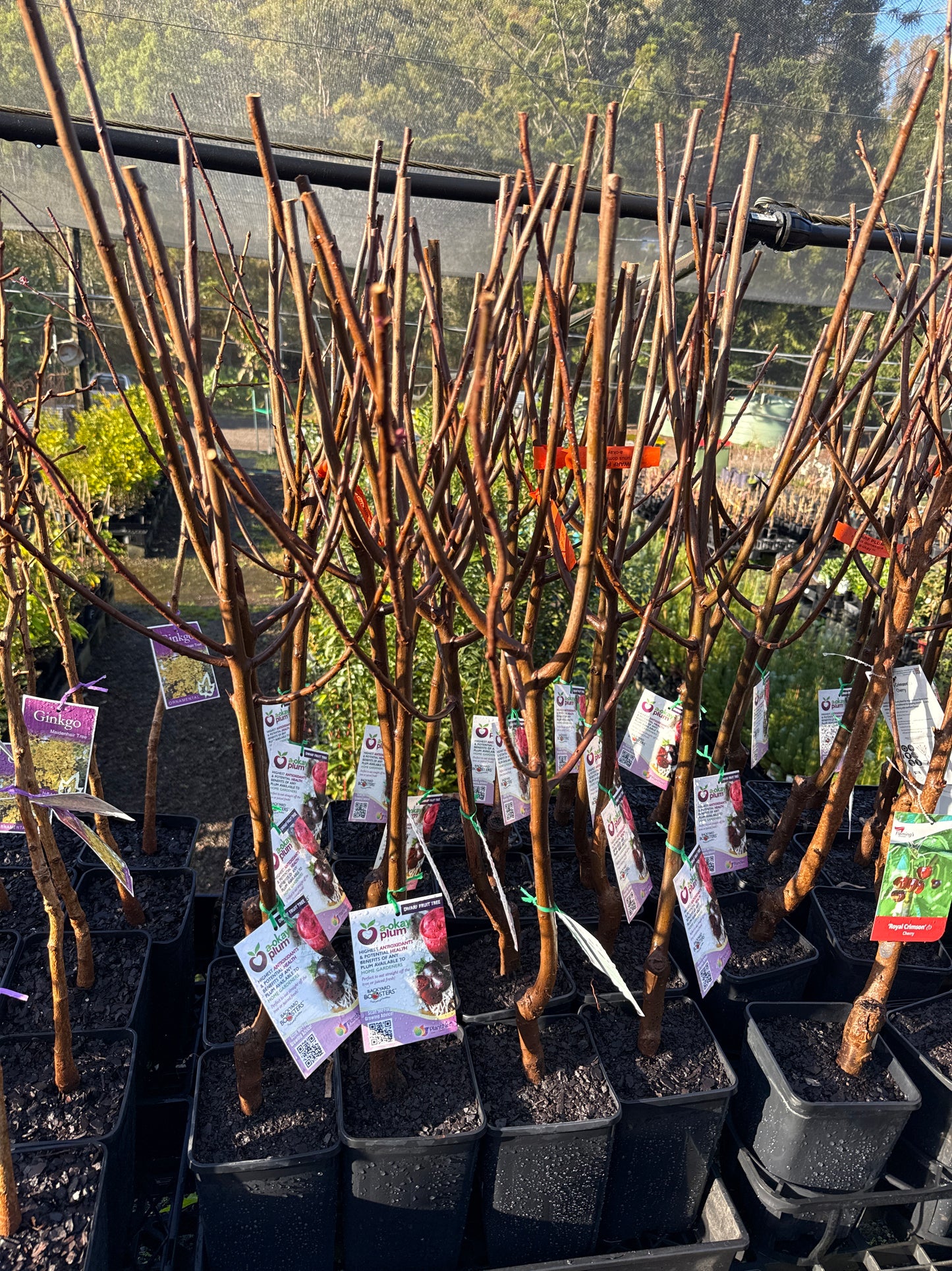Plum A-Okay™ Dwarf (Bare Root Potted)