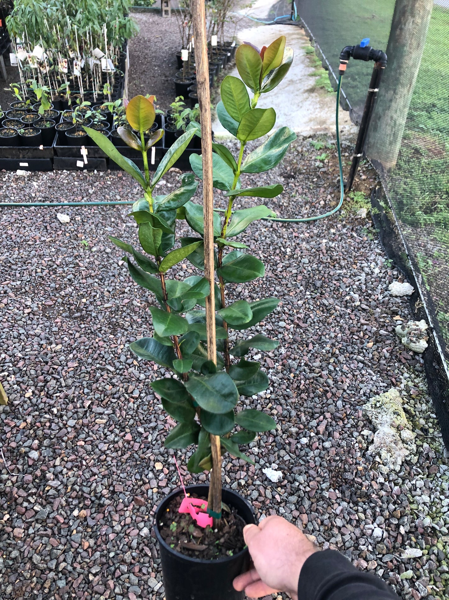 Dwarf Grumichama - Black