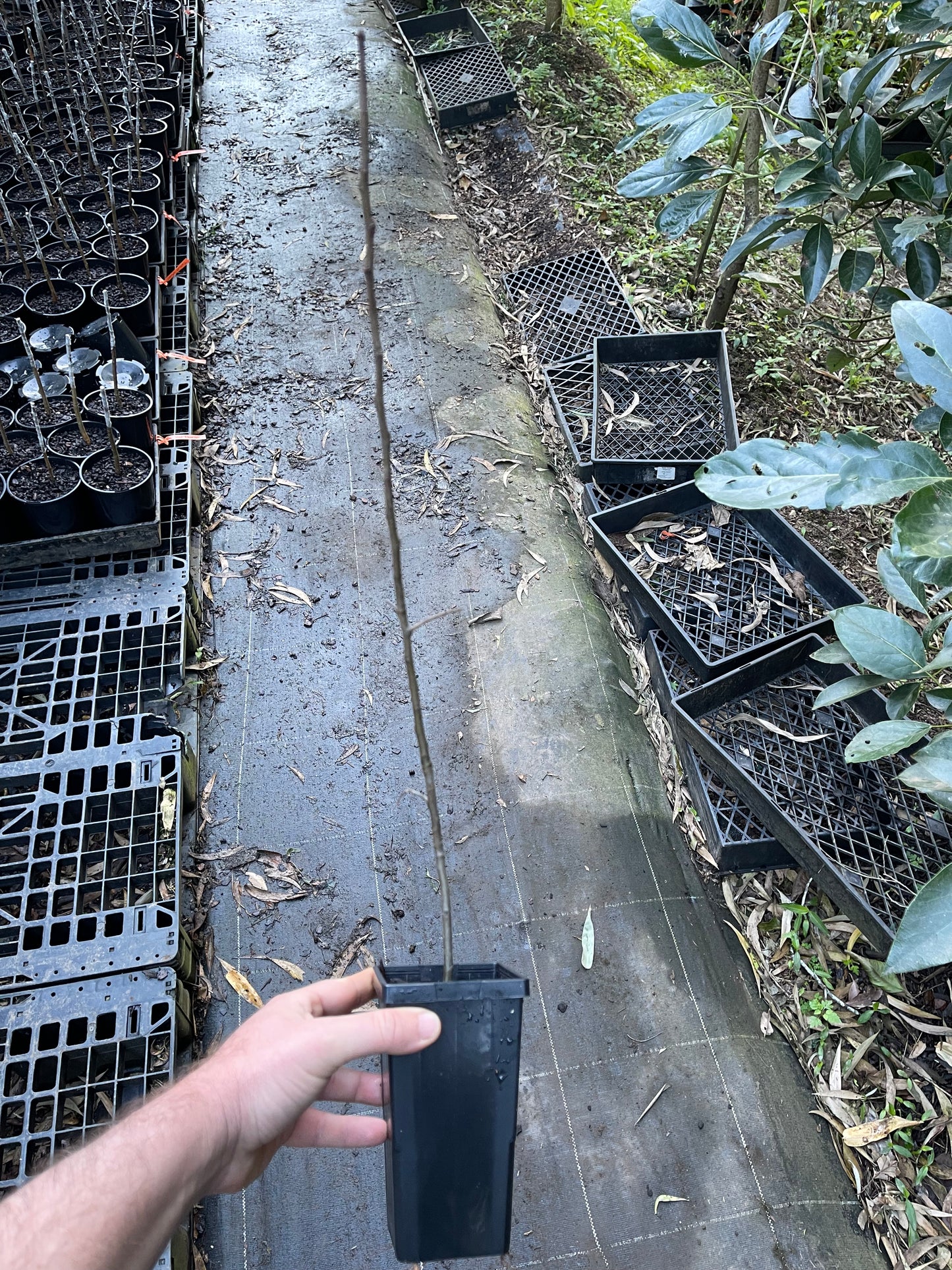 M7 - Apple Rootstock