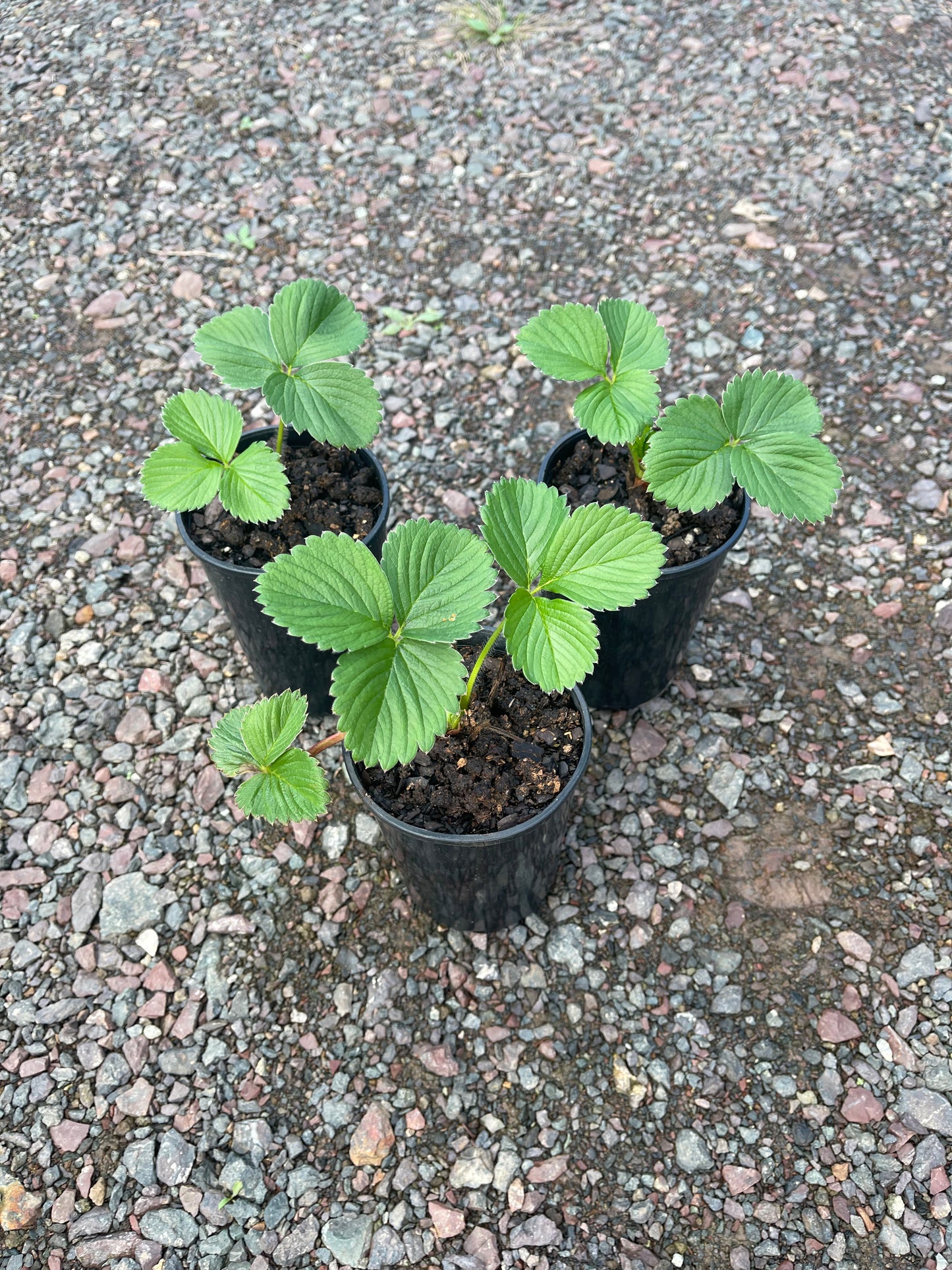 Strawberry - Tioga (Mega Tube)