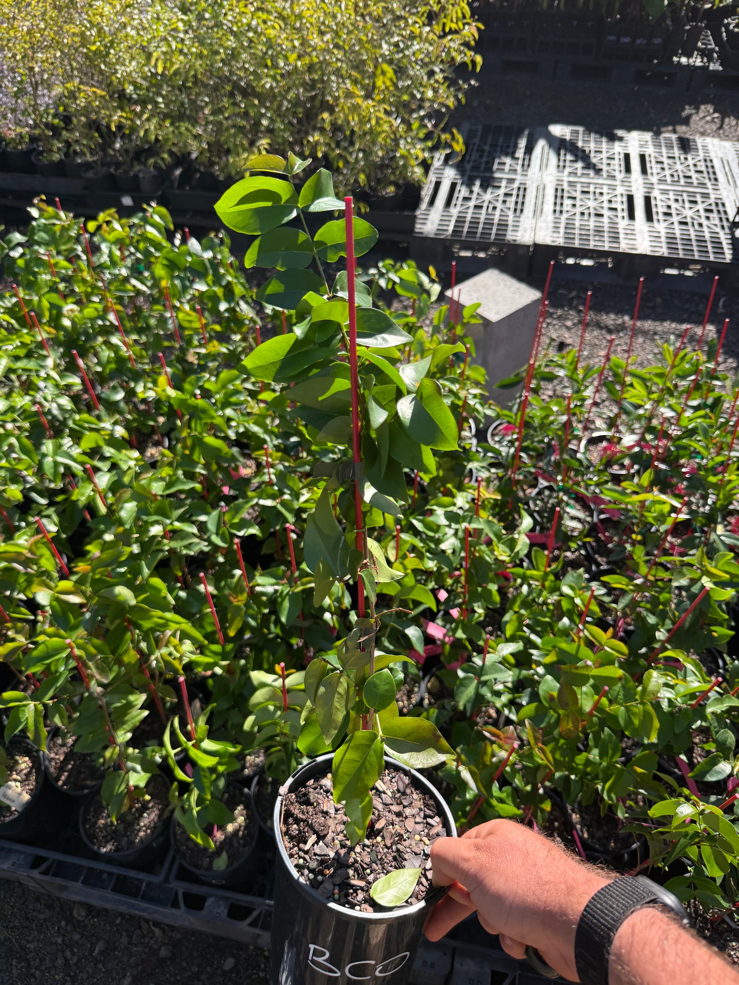 Brazilian Cherry - Obera 2l