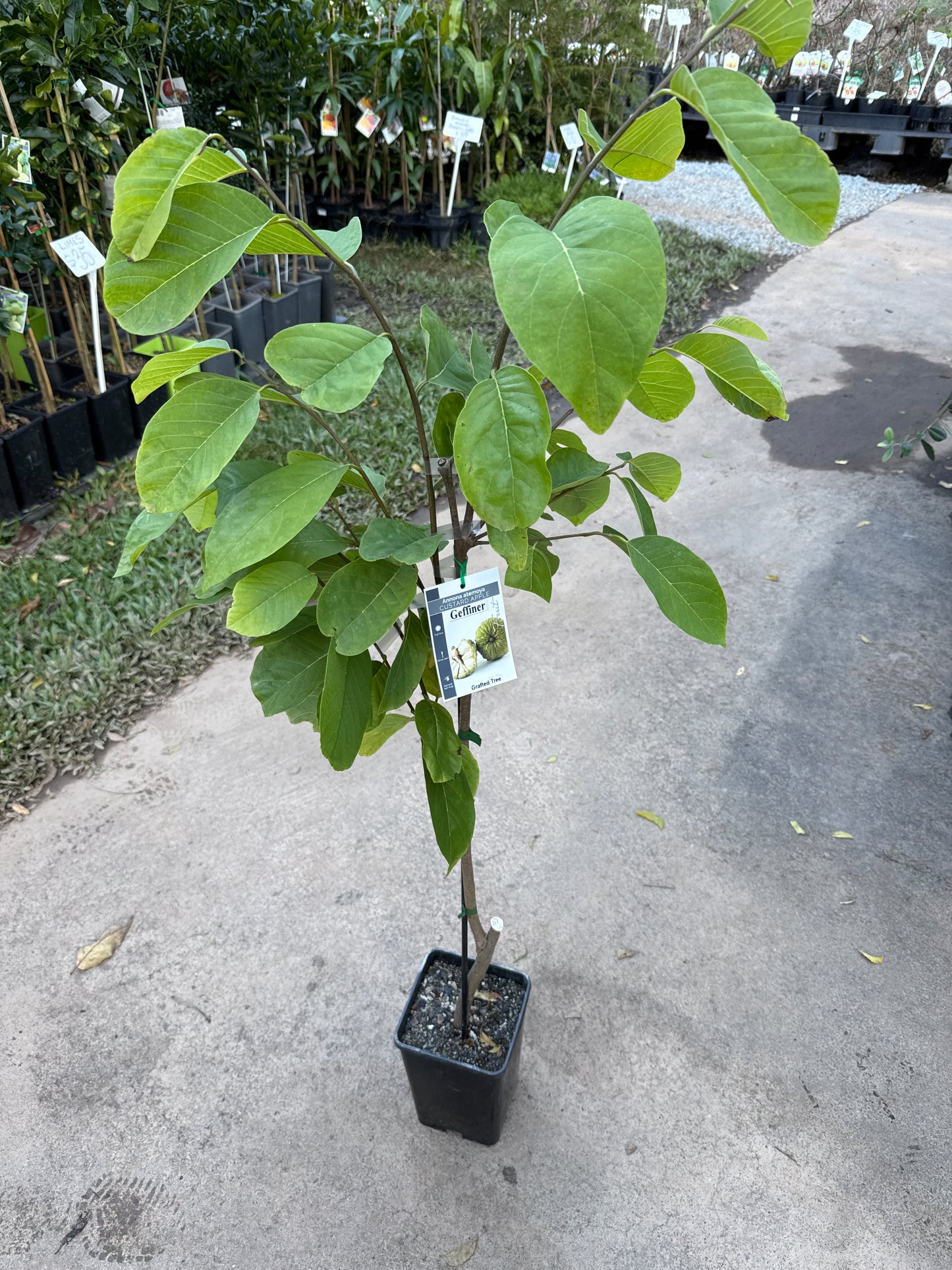Custard Apple - Geffner