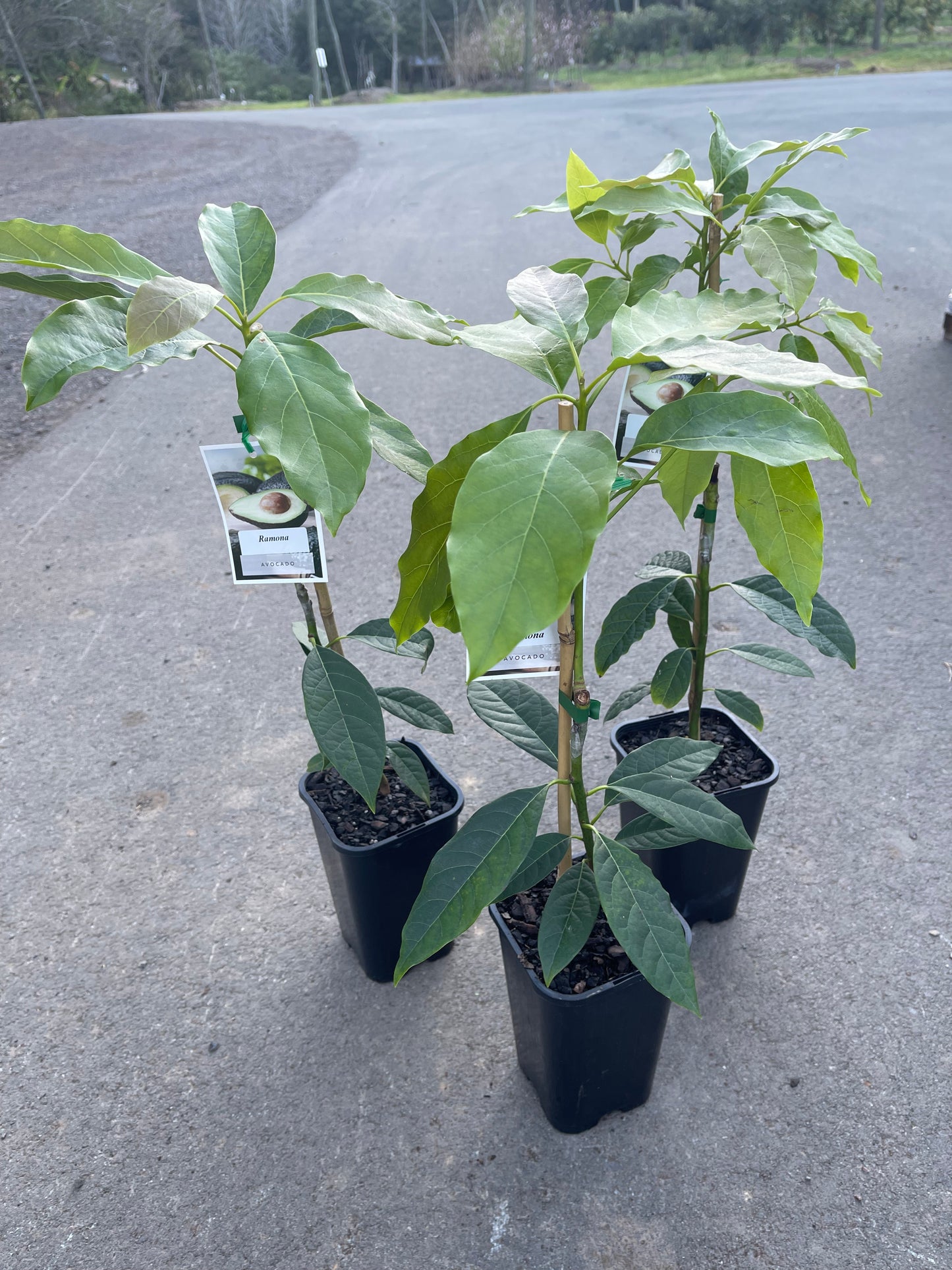 Avocado Ramona (A type) 2l