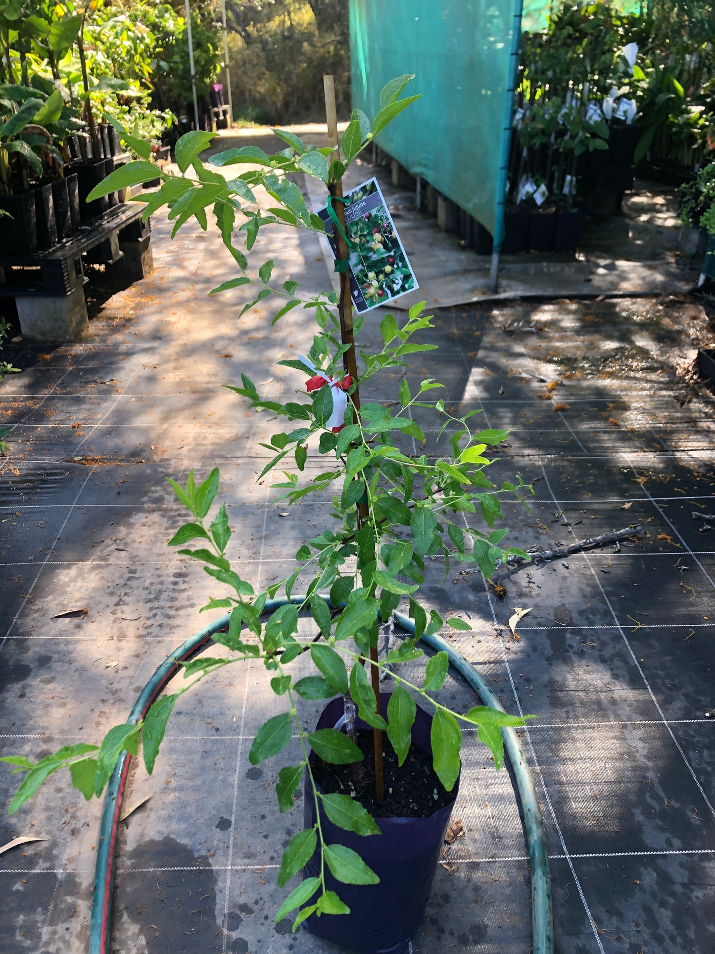 Jujube - SiHong Large