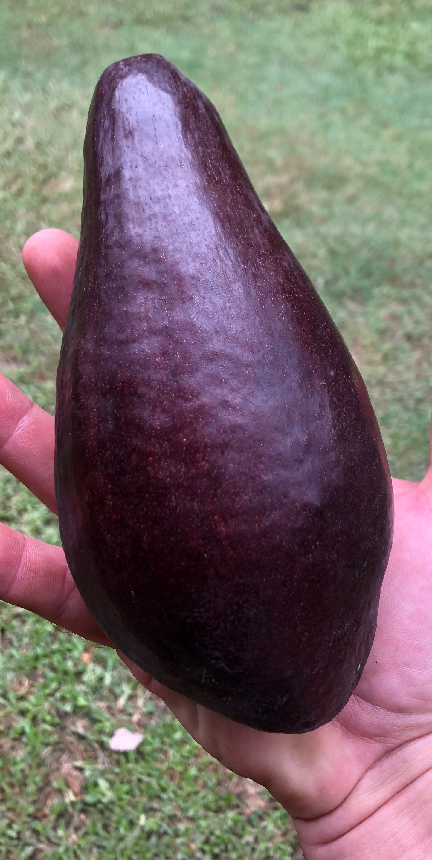 Big Red - Avocado - 2L (A type)