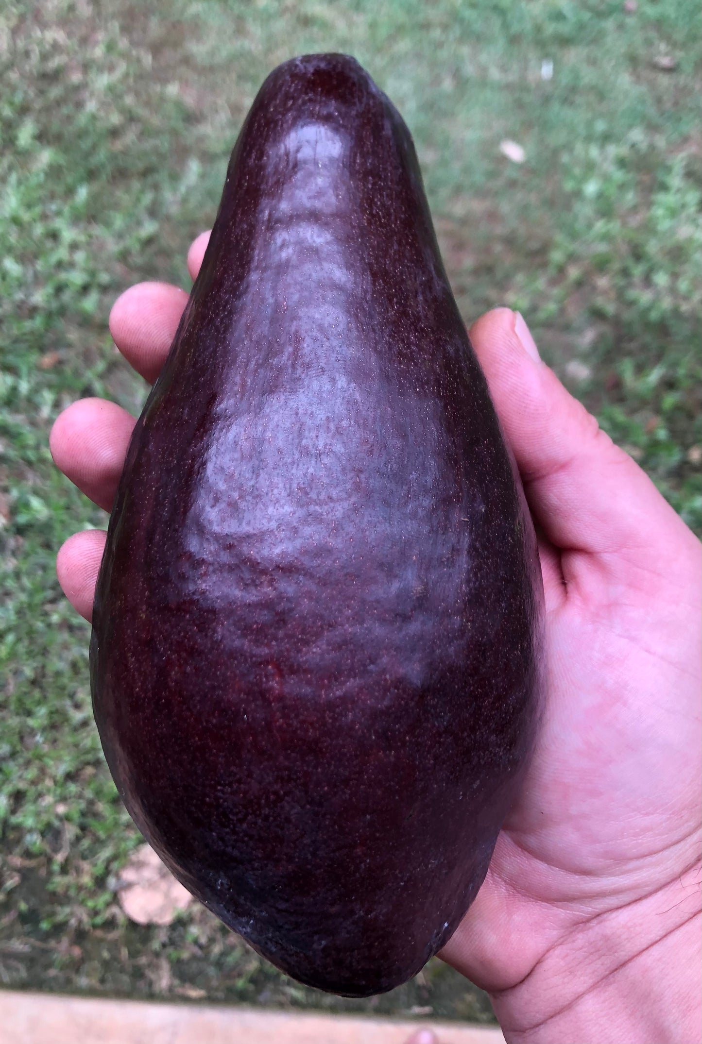 Big Red - Avocado - 2L (A type)