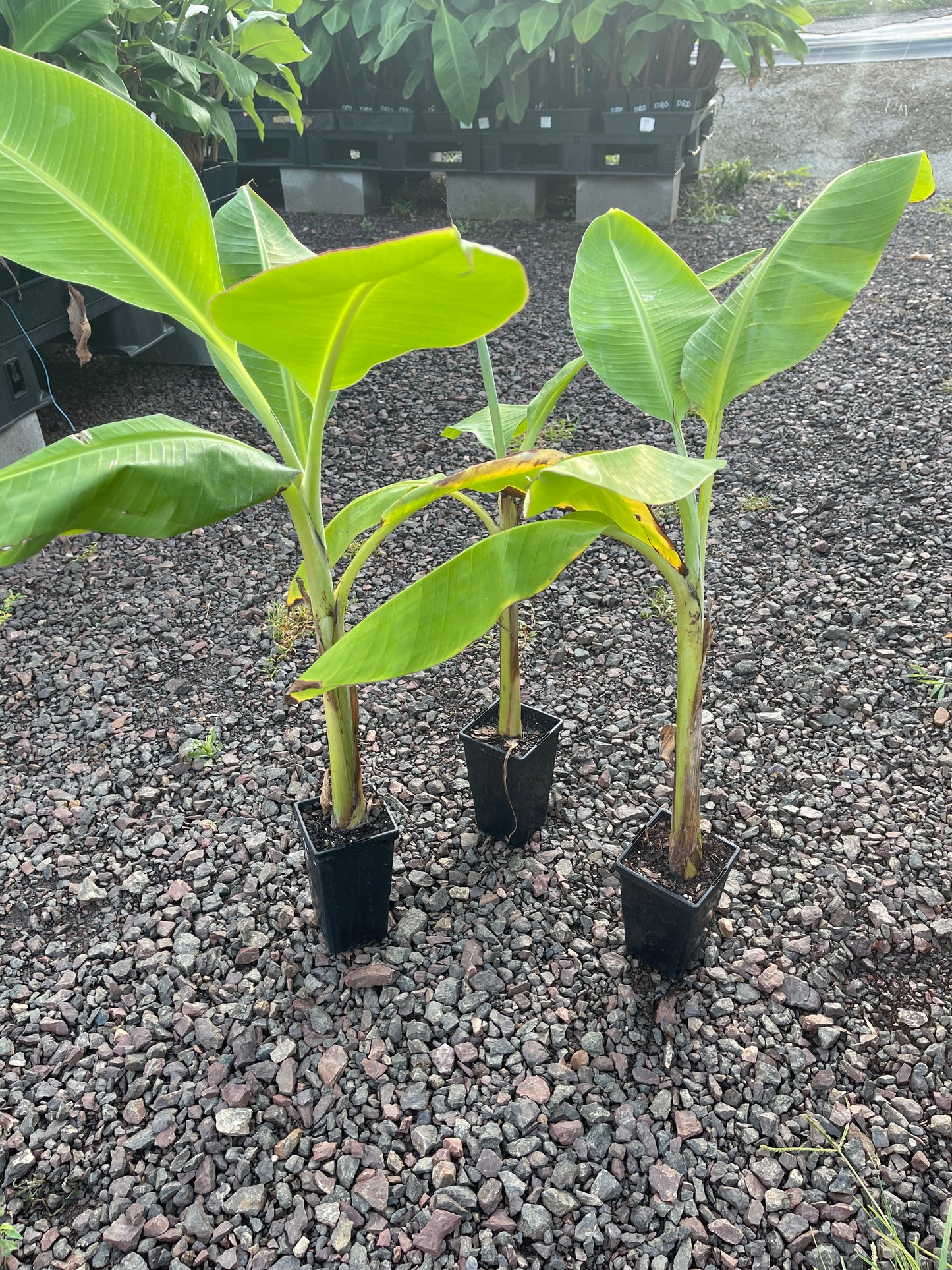 Banana Ducasse 90mm (QLD ONLY)