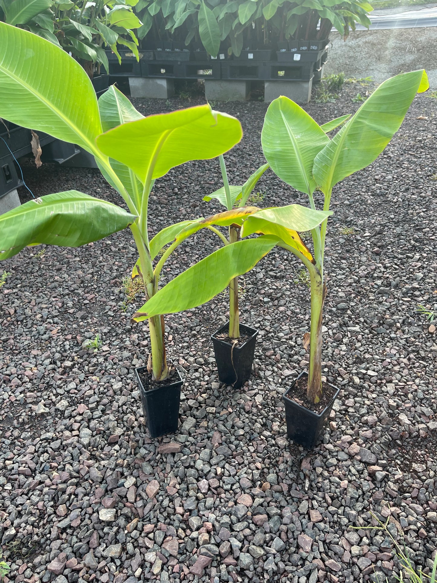 Plantain / Banana - Saba (QLD ONLY) 90mm