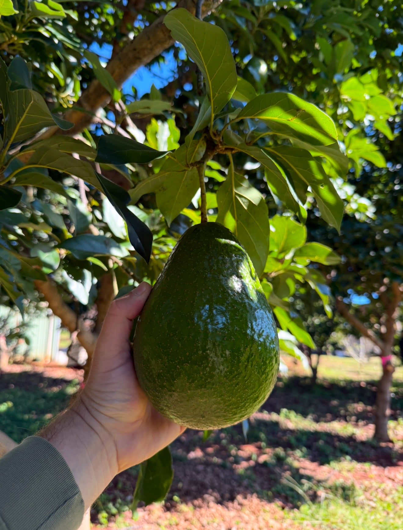 Avocado - Giant 2l