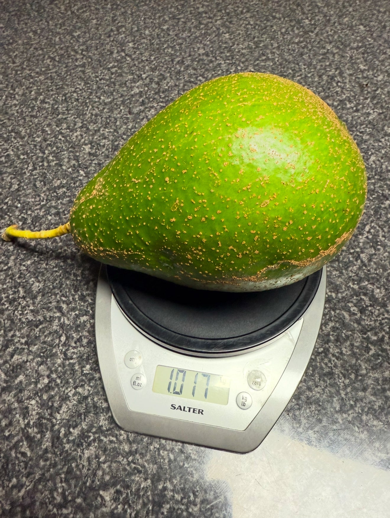 Avocado - Giant 2l