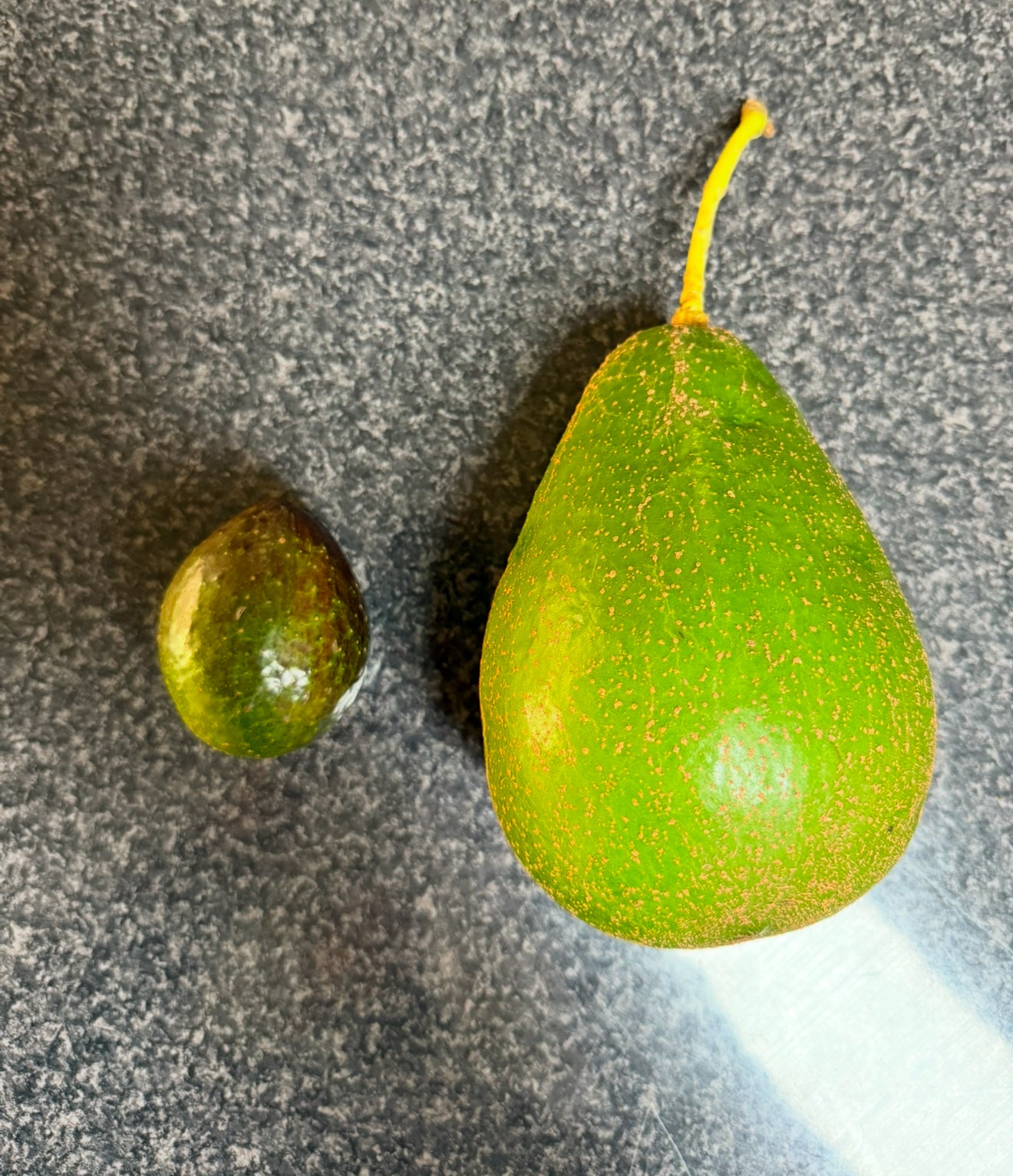 Avocado - Giant 2l