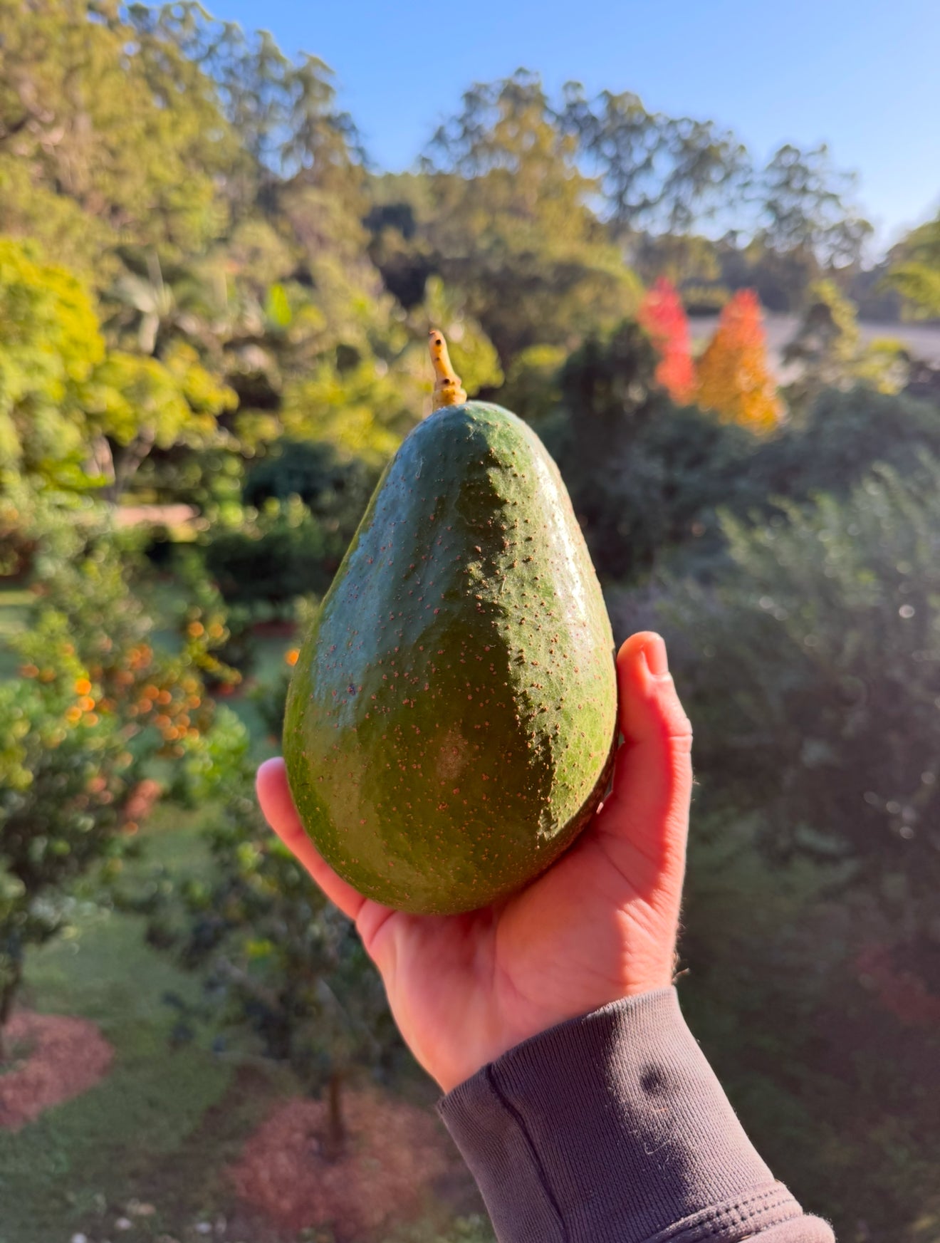 Avocado - Giant 2l