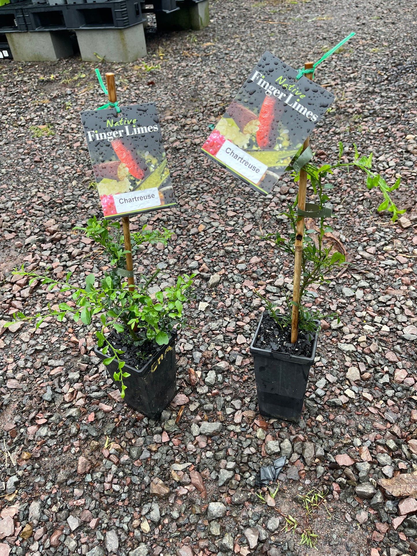 Finger lime Chartreuse Cutting 90mm (Qld only)