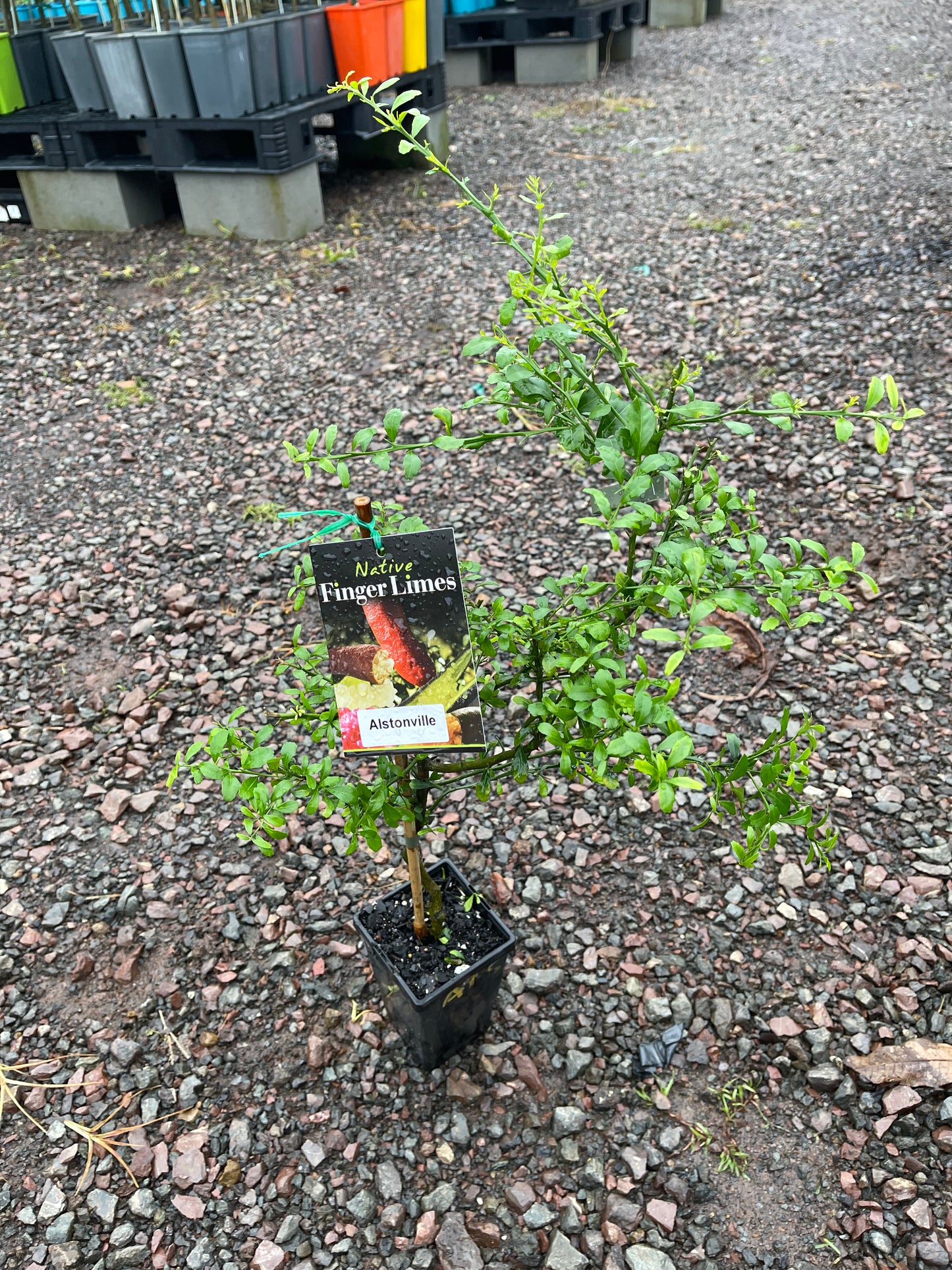 Finger lime Alstonville CUTTING (QLD ONLY) 90MM