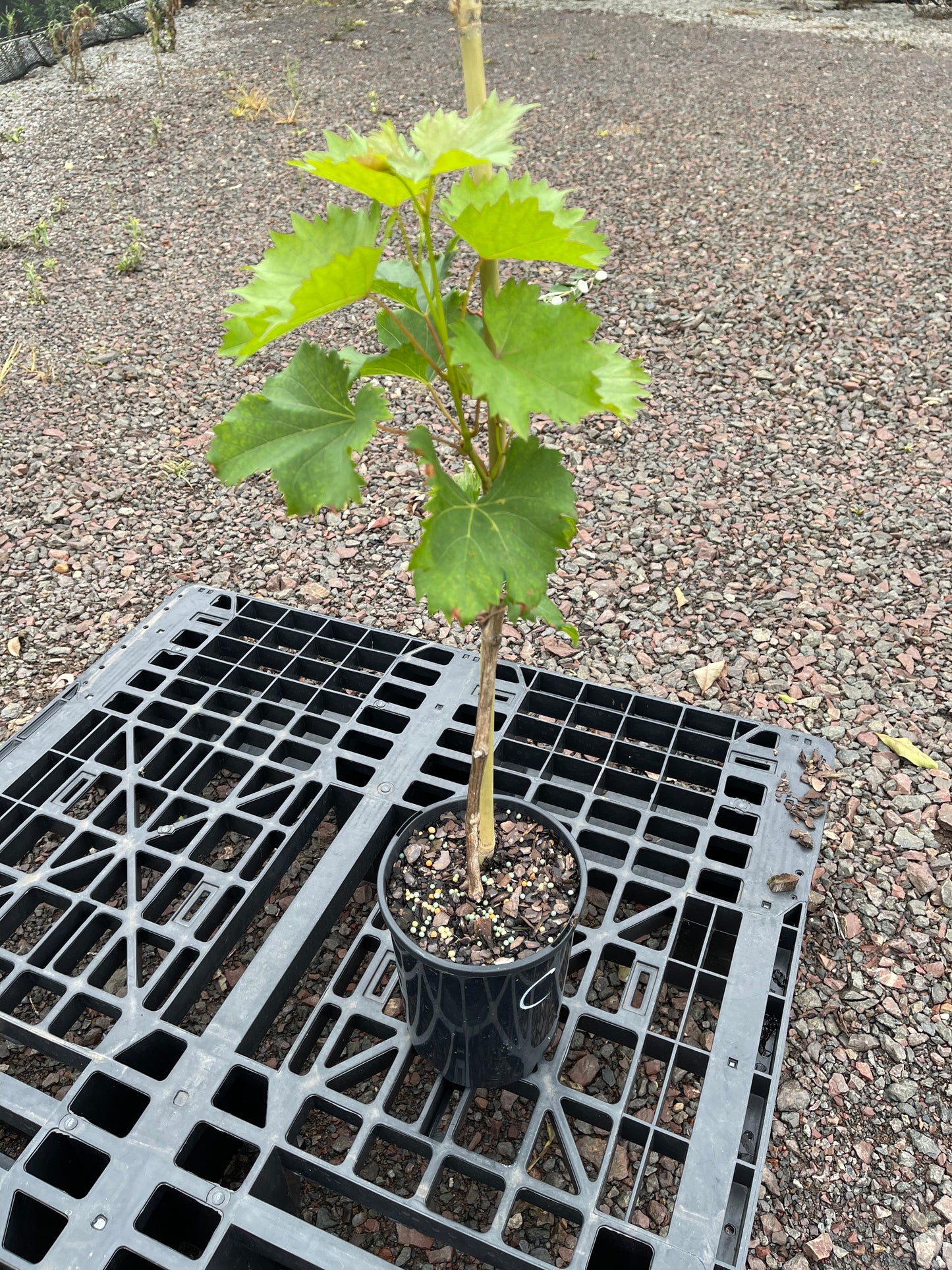 Grape - Chambourcin QLD ONLY