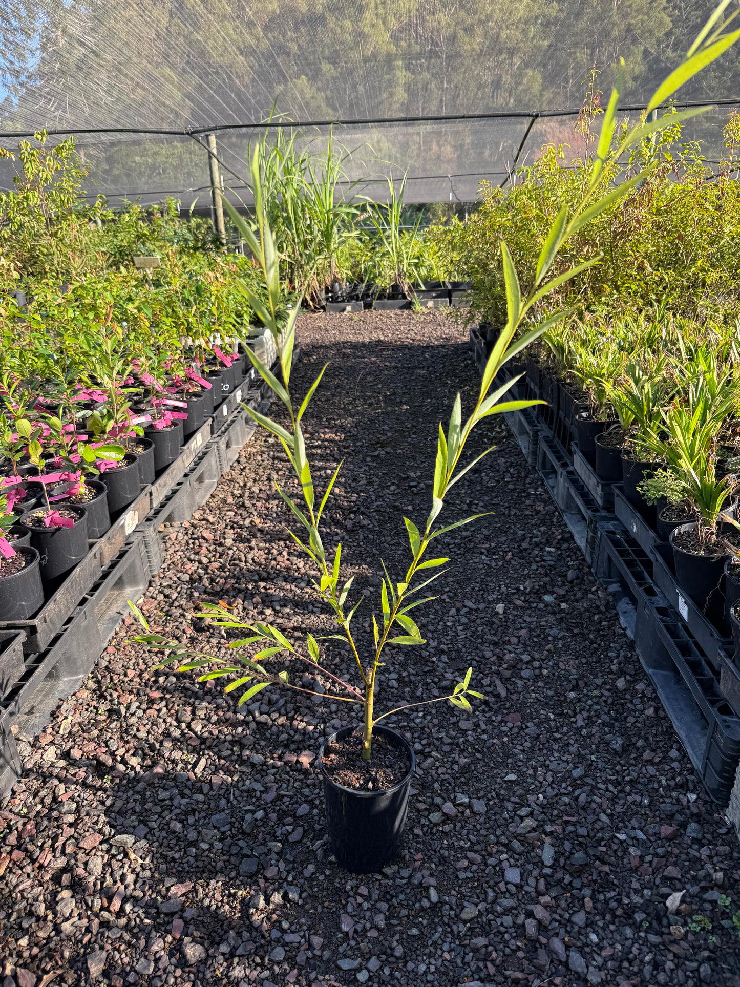 Weeping Willow - Salix babylonica 140mm