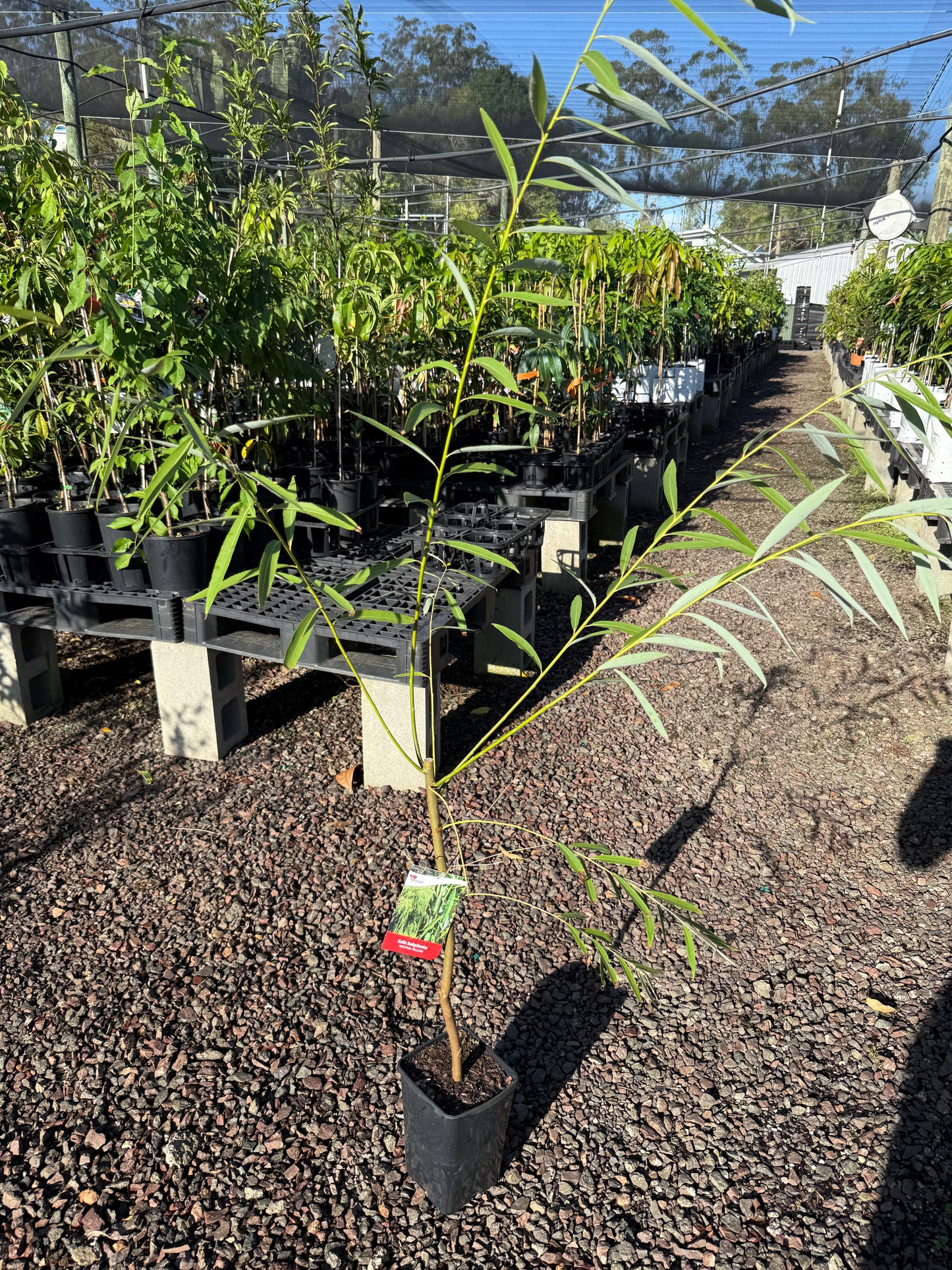 Weeping Willow - Salix babylonica 5l
