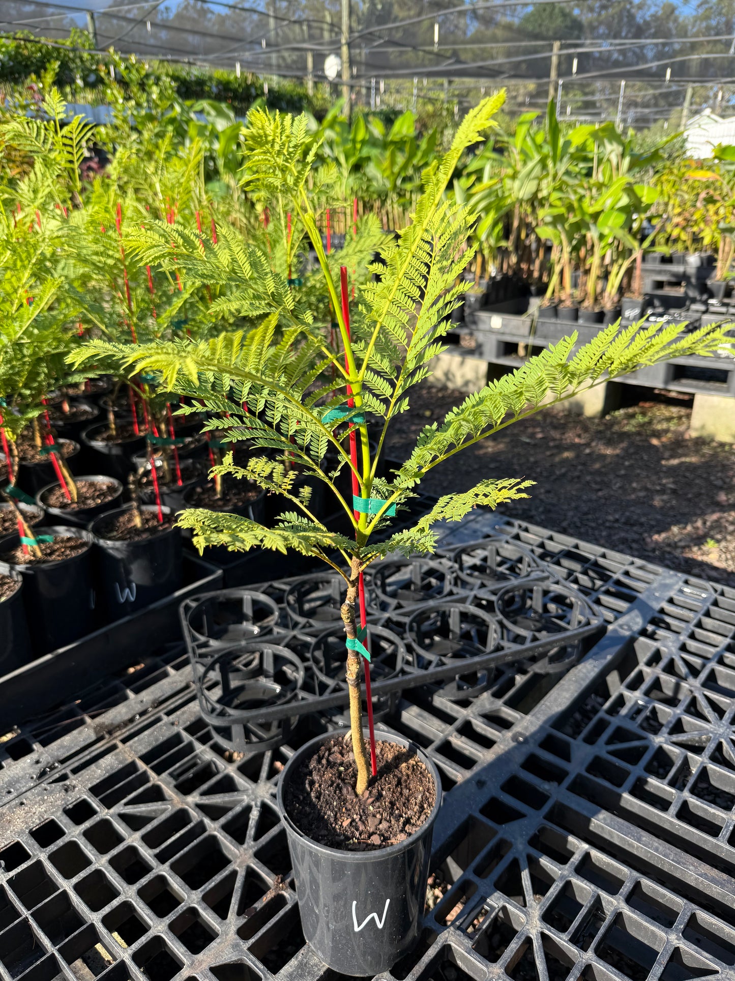 Jacaranda Grafted - White