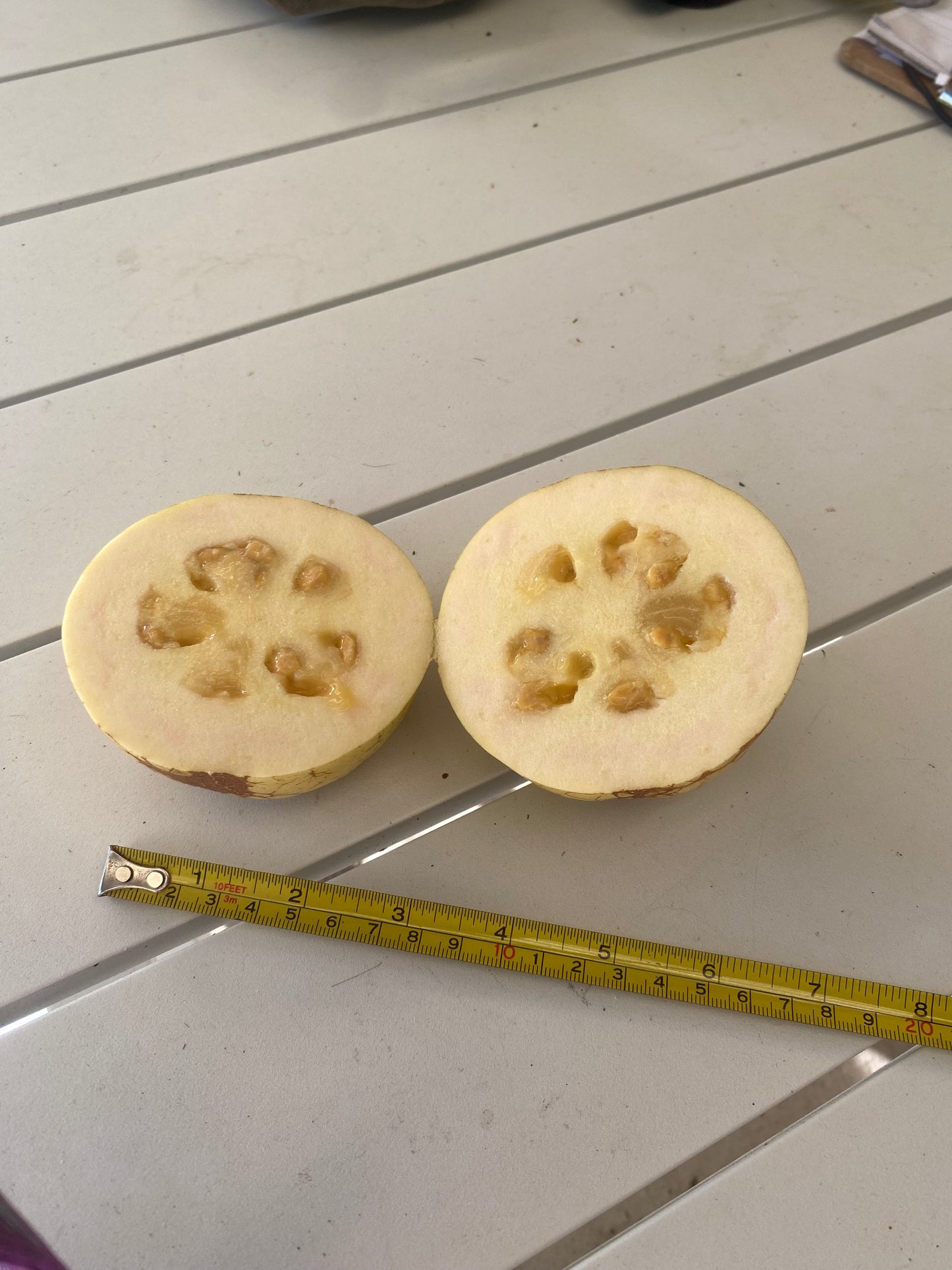 Pera Guava - Fern Leaf Guava